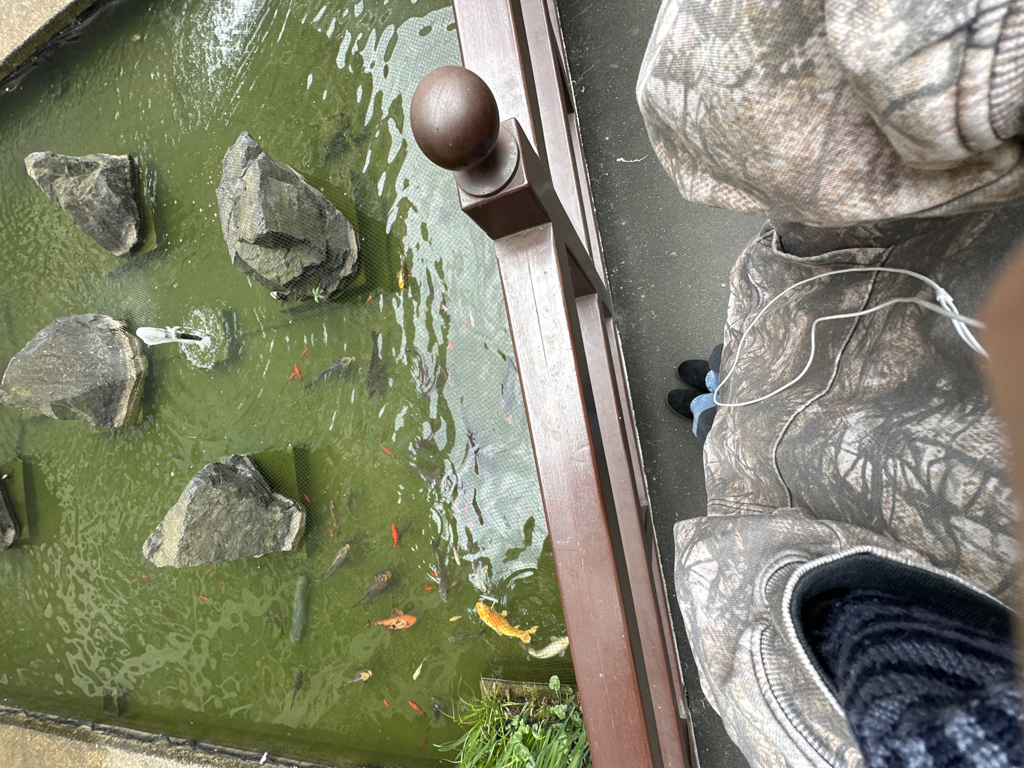 The image depicts a rectangular pond with murky green water, containing several koi fish of varying colors, and rocks of different shapes and sizes. A small fountain is also visible. The pond is located next to a wooden railing, with a person wearing a camouflage jacket standing nearby. The location is unspecified in the image, therefore, the claim about the city of London, United Kingdom cannot be determined.