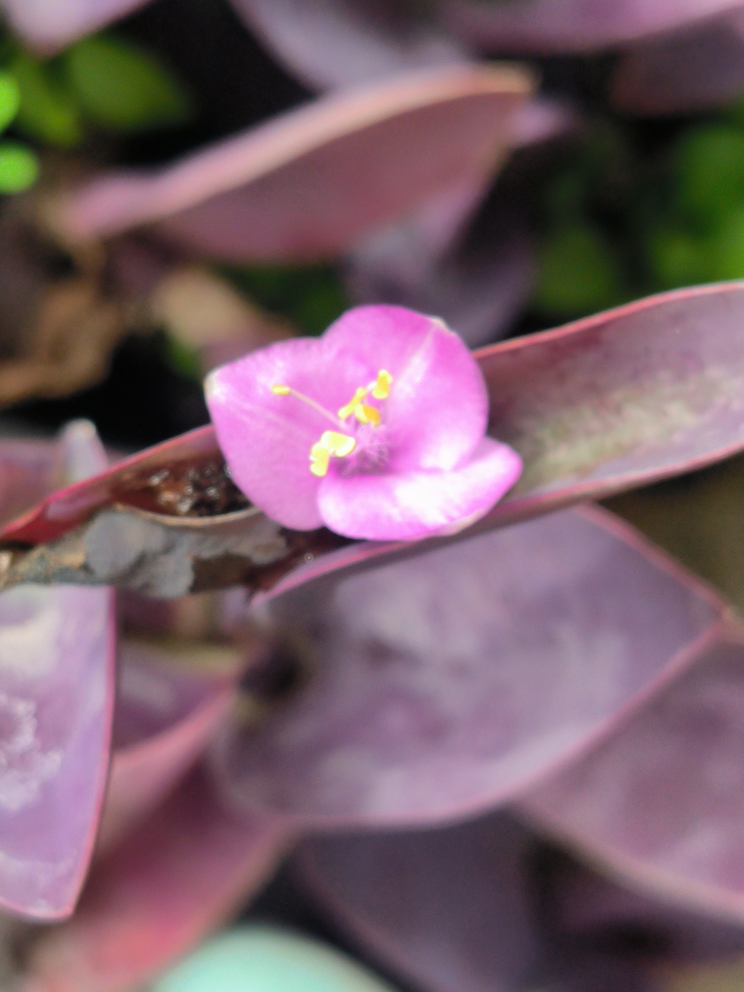 A close-up image captures a single, vibrant fuchsia-pink flower, approximately 1-2 cm wide, positioned towards the upper right. The flower features visible petals and bright yellow stamens at its center. It is nestled among broad, deep purple to reddish-purple leaves, some exhibiting lighter green, tan, or brown discolorations along their edges and veins. The background is heavily blurred, showing diffuse green and dark masses consistent with foliage and shadows, indicating a shallow depth of field. The illumination is soft and even. This scene is situated in Lhokseumawe, Indonesia.
