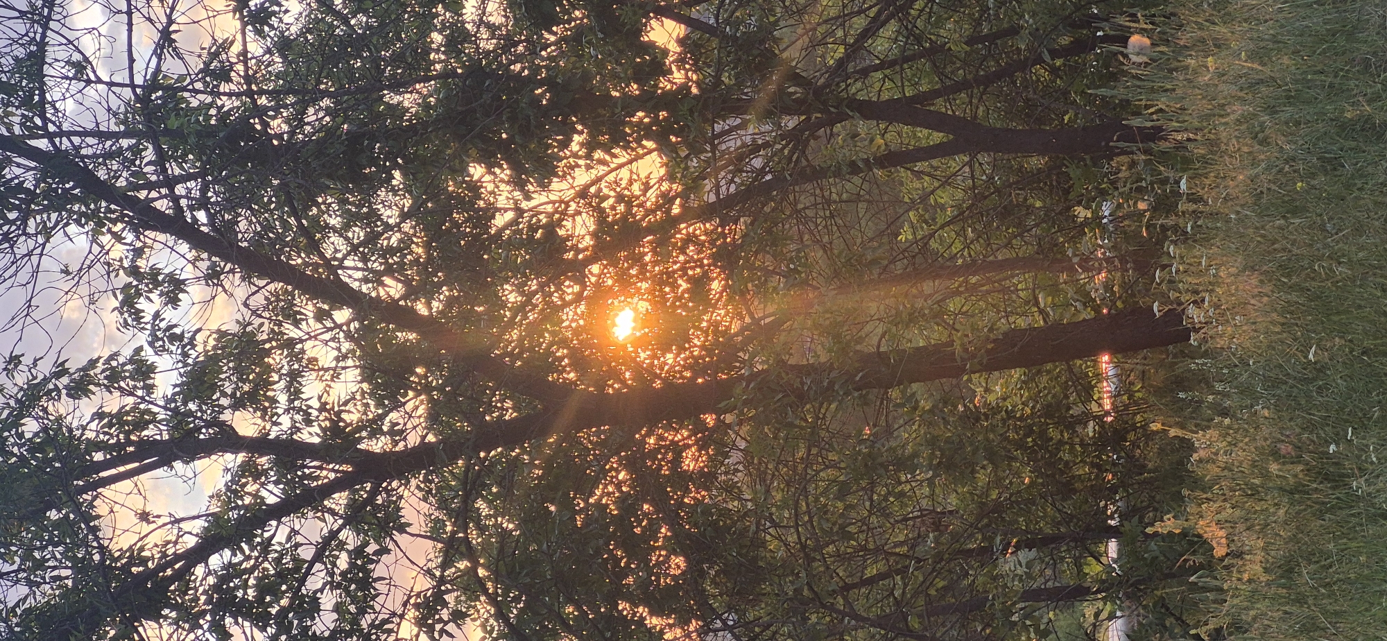 A low-angle, vertical shot shows the sun setting behind a cluster of trees, with the light filtering through the leaves and branches. The sun, a bright orange orb, is partially obscured by the foliage, creating rays of light that extend outwards. The sky above is a mix of pale purple and orange, indicating the twilight hours. In the foreground, tall green grass and some small white flowers are illuminated by the setting sun. The scene appears to be in a natural or park-like setting, likely on the outskirts of a city given the hint of a road and lights in the distance.