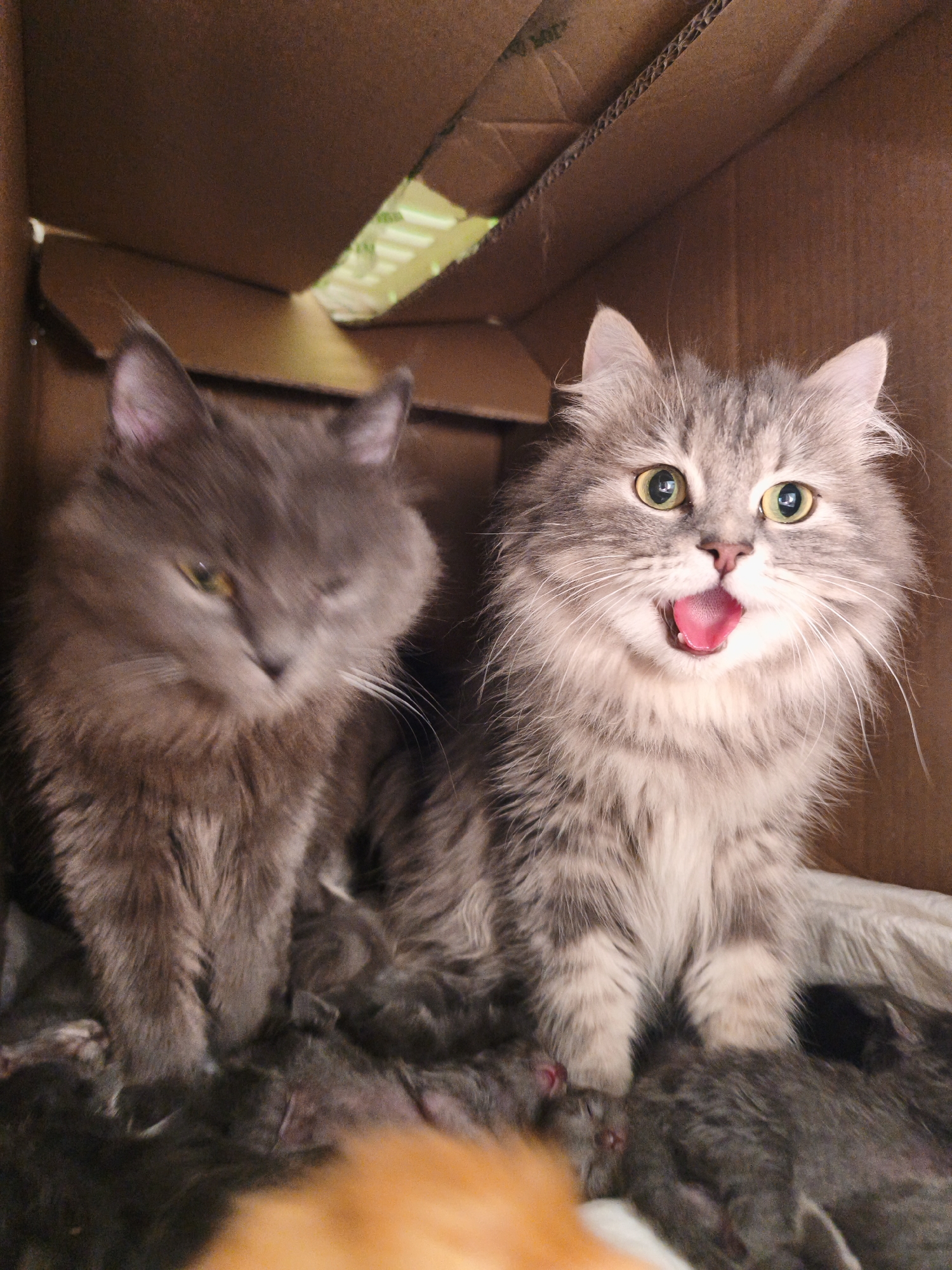 Two adult cats are in a cardboard box, with several kittens clustered around their legs. The cat on the left is a grey, long-haired feline with its left eye squinted and its gaze directed downwards. The cat on the right is a grey and white tabby with wide, alert eyes and its mouth open, tongue extended. The kittens are small and mostly dark grey, nestled amongst the adult cats. The background consists of the interior of the cardboard box, with visible flaps and texture. The lighting is dim, highlighting the cats and kittens within the box. The location is unknown.