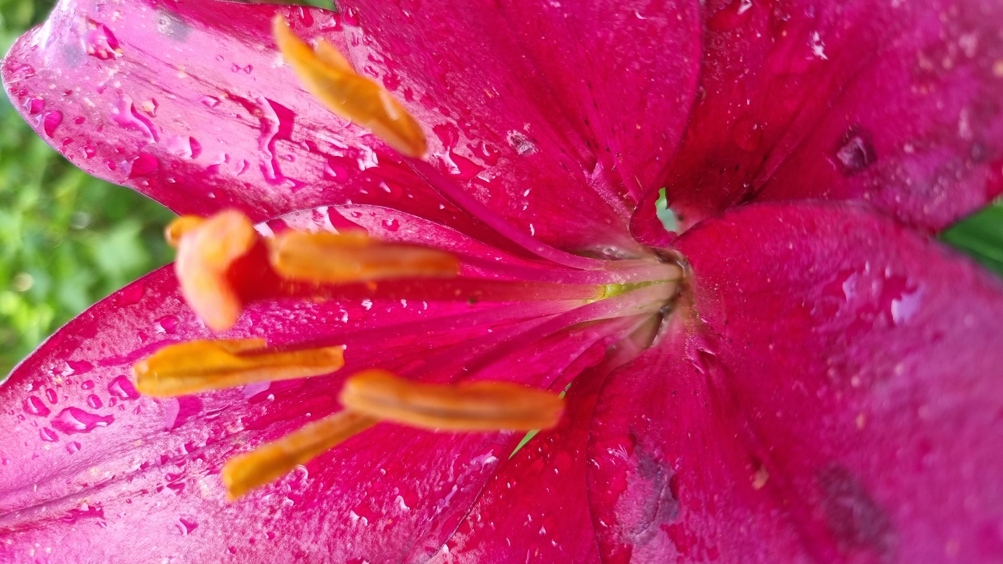 The image is a close-up, low-angle shot of the inside of a vibrant pink lily flower, likely in a garden setting in Солнечная Поляна-3 Снт, Russia. The petals are a rich magenta with visible water droplets scattered across their surface, suggesting recent rain or watering. The stamens, tipped with yellow anthers, are prominent in the center of the bloom. The background is softly blurred, showing green foliage. There are no people or animals visible in the image. The focus is entirely on the floral details and the texture of the petals and water droplets.