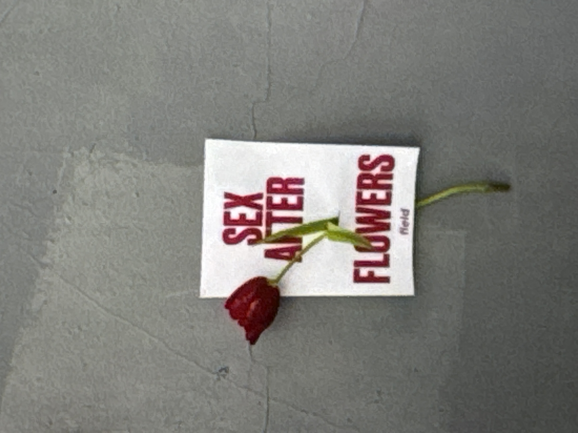 A single red tulip is placed through a white card with red lettering that reads "SEX AFTER FLOWERS" and "field." The card is attached to a gray textured surface that appears to be a wall. The tulip is positioned to the left of the card, with its stem emerging from a slit in the paper. The overall scene is likely an art installation or street art. The location in Kuta Selatan, Indonesia, is not discernible from the image itself.