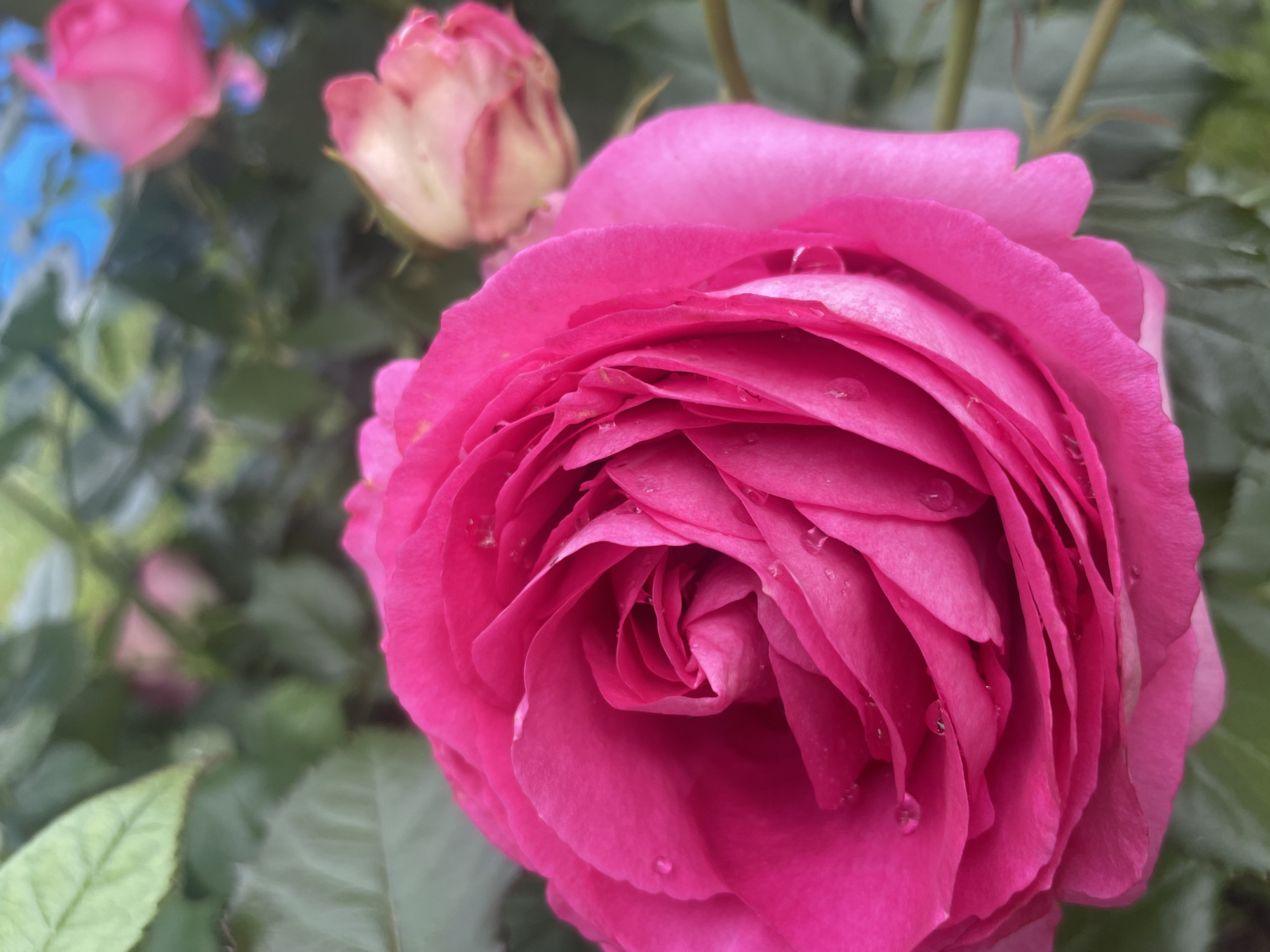 A close-up, eye-level, outdoor photograph depicts a vibrant pink rose in full bloom. The rose is the primary subject, dominating the foreground with its densely layered petals. Water droplets are visible on the surface of several petals, suggesting recent rain or dew. In the background, out of focus, are several rose buds, some with hints of white and pink, and green foliage. A small section of bright blue, possibly sky or a nearby object, is visible in the upper right quadrant. The lighting is soft, indicating it is likely daytime, possibly overcast or early morning/late afternoon. The overall scene is natural and serene, with a focus on the beauty and texture of the rose. The image does not contain any information about the city of Aropakkuzi, Russia.