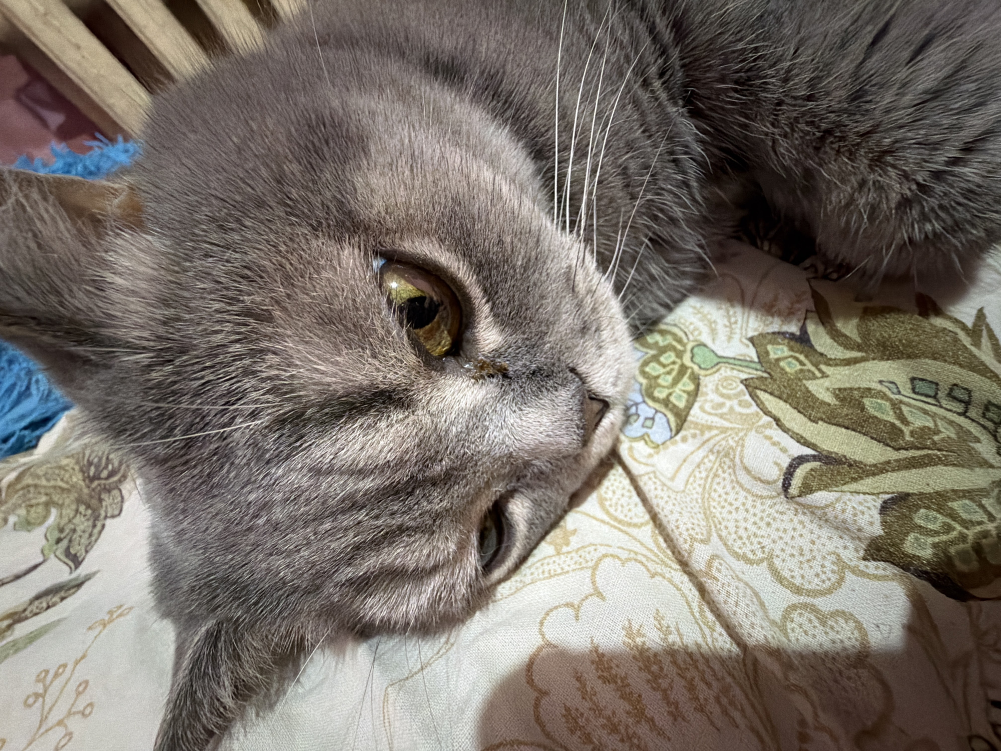 A grey cat with yellow eyes is lying on a patterned fabric. The cat is the primary subject of the image, with its head turned towards the camera. The fabric has a light background with green and brown floral patterns. A wooden structure and blue textile are visible in the upper left corner of the image. The photo appears to be taken indoors with soft lighting. The city of Perm, Russia is not evident in the image.