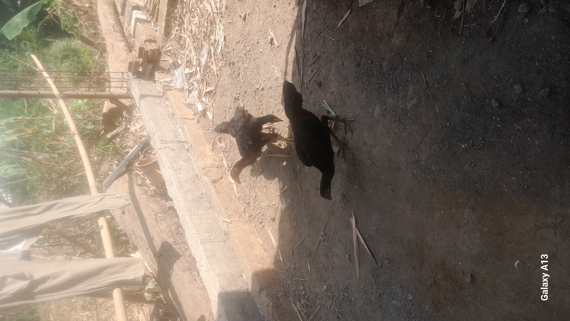 Two chickens are in a dirt yard, with construction materials visible in the background. The chicken in the foreground is black and facing left, with its head down as if pecking at the ground. The second chicken, lighter brown in color, is behind and to the right of the first, also facing left. Behind the chickens, a concrete structure runs horizontally across the image. Further back, a bamboo pole is propped up by some rebar, suggesting ongoing construction. Dry leaves and debris are scattered on the ground. In the upper left of the image, a pair of tan-colored pants hangs from a clothesline. The scene appears to be in a rural or semi-rural area, possibly a backyard in Hadipolo, Indonesia.