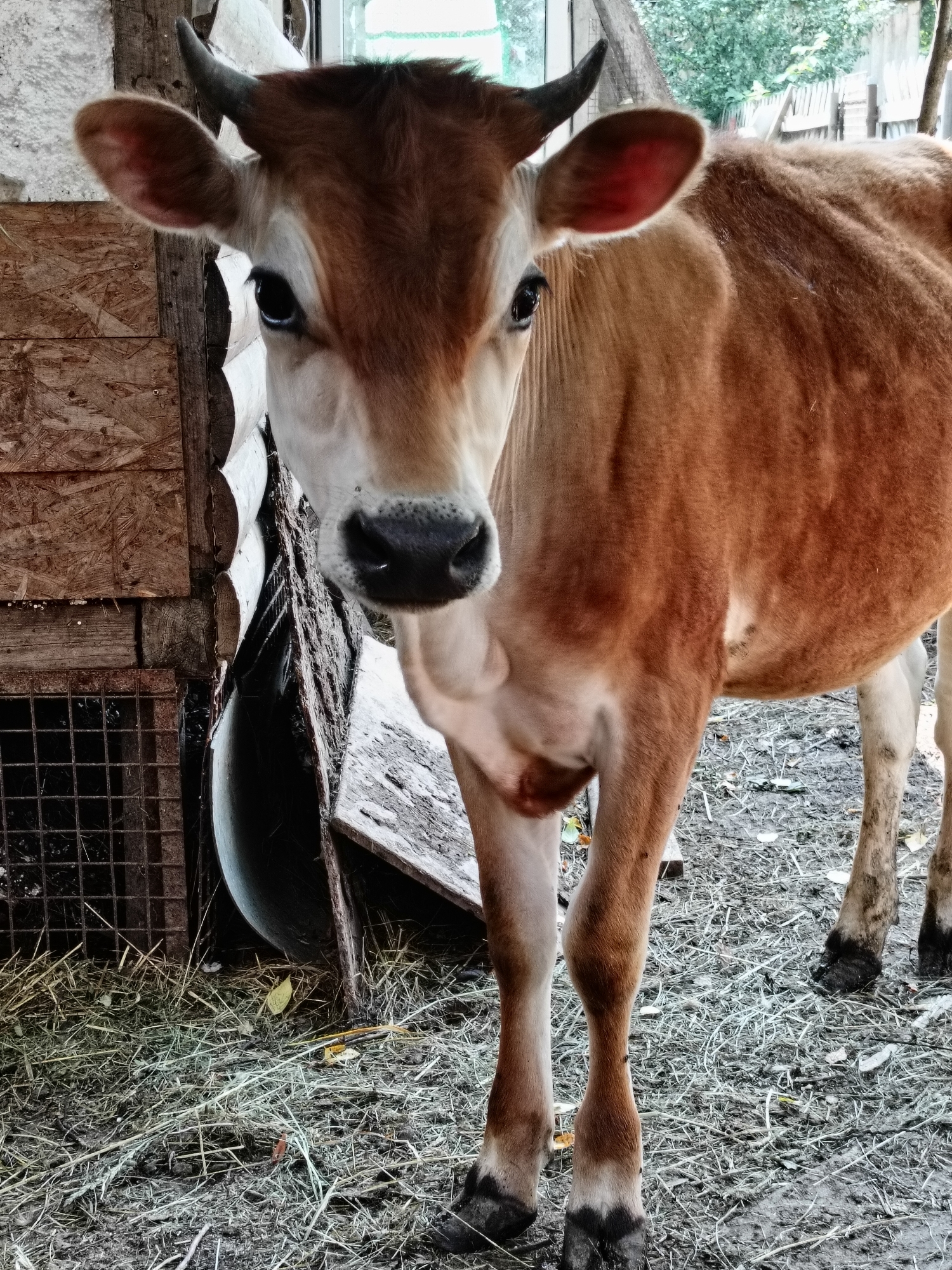 The image shows a young, brown cow standing in a barn. The cow is facing the camera and has a light-colored face with dark eyes and a dark nose. It has small, curved horns and large, pink-lined ears. The cow is light brown on its back and a lighter tan on its legs and belly. Behind the cow, a wooden wall made of rough-hewn logs and plywood can be seen. To the left, a metal cage with a wire mesh front is visible, filled with straw and hay. The ground is covered with dirt, straw, and hay. In the background, through a window or opening, some greenery is visible, suggesting an outdoor environment. There are no people in the image. The scene depicts an agricultural setting, possibly a farm or livestock enclosure, in Lagovskoe, Russia.