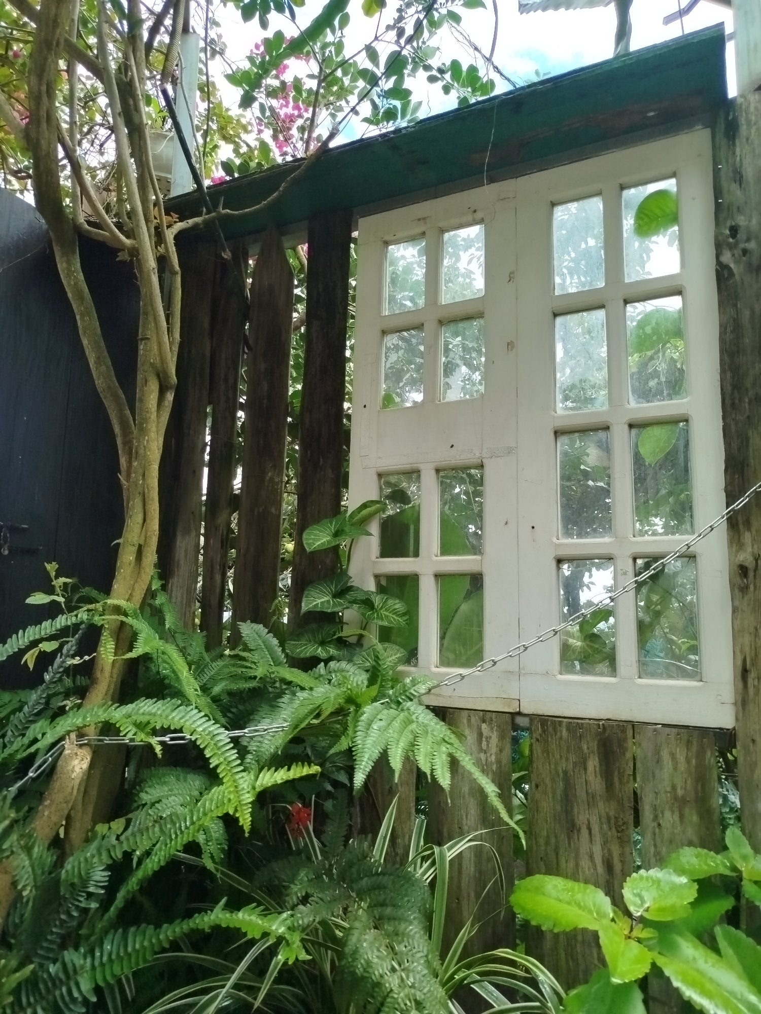 The image depicts a rustic, overgrown garden scene, likely in Da Lat, Vietnam, characterized by lush greenery and weathered elements. Dominating the upper half is a white-framed window with multiple panes, set against a backdrop of dark wooden planks forming a fence. Vines and branches, some bearing small pink flowers, drape across the top of the frame and over the window.
In the foreground and lower half of the image, dense foliage, including ferns and broad-leafed plants, thrives, with some plants obscuring the wooden fence. A slender tree trunk with textured bark is positioned to the left, partially covered by greenery. A metal chain runs horizontally across the lower portion of the window and across some of the plants. The lighting suggests an outdoor setting, possibly during daylight, with diffused light filtering through the leaves and windows. There are no people or animals visible in the frame. The overall impression is one of a slightly wild, verdant garden that has been allowed to grow and intertwine with man-made structures.