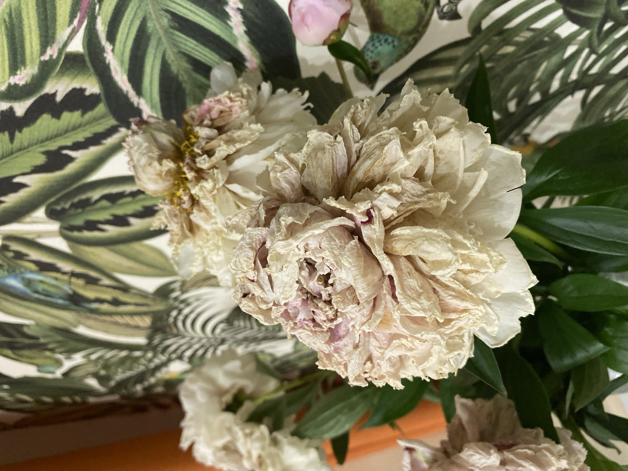 The image shows a close-up of a bouquet of dried peonies. The peonies are mostly a pale cream color with some hints of pink. Their petals are dry and brittle, giving them a delicate, almost papery appearance. The background features a vibrantly patterned wallpaper with large green leaves, possibly a tropical plant motif, and some zebra-like stripes. There is also a small pink peony bud and what appears to be a bird illustration on the wallpaper. The lighting suggests an indoor setting, likely a home or studio. The overall impression is one of faded beauty and natural decay. The location in Votkinsk, Russia, cannot be determined from the visual information provided in the image.