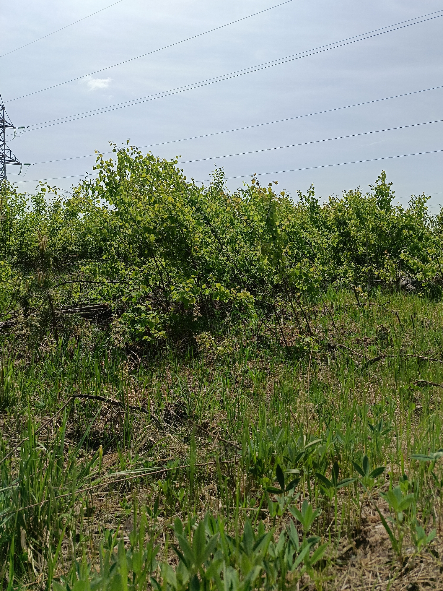 The image depicts a field of low-lying bushes and grass under power lines in Chaikovsky, Russia. The bushes are green and leafy. Fallen branches and dry grass are scattered among the vegetation. A power line support tower is visible in the upper left of the frame. The sky is overcast with a faint cloud visible.