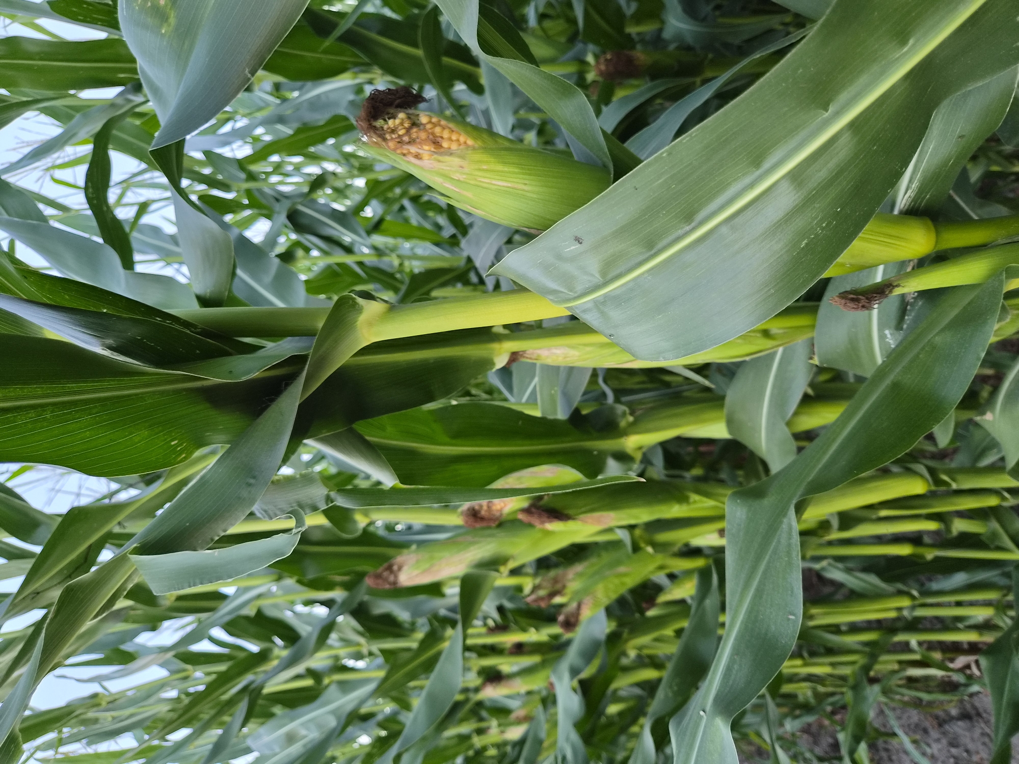 The image shows a close-up view of a cornfield. The corn stalks are tall and green, with large leaves obscuring much of the view. Several ears of corn are visible, some partially covered by their husks. The corn is in an early to mid-stage of development, with kernels present but not yet fully mature. The background is a blur of more corn stalks and a hint of the sky, suggesting an outdoor agricultural setting. There are no people or animals visible in the image. The image's content is consistent with a cornfield in Schiffdorf, Germany, a region known for its agricultural land.