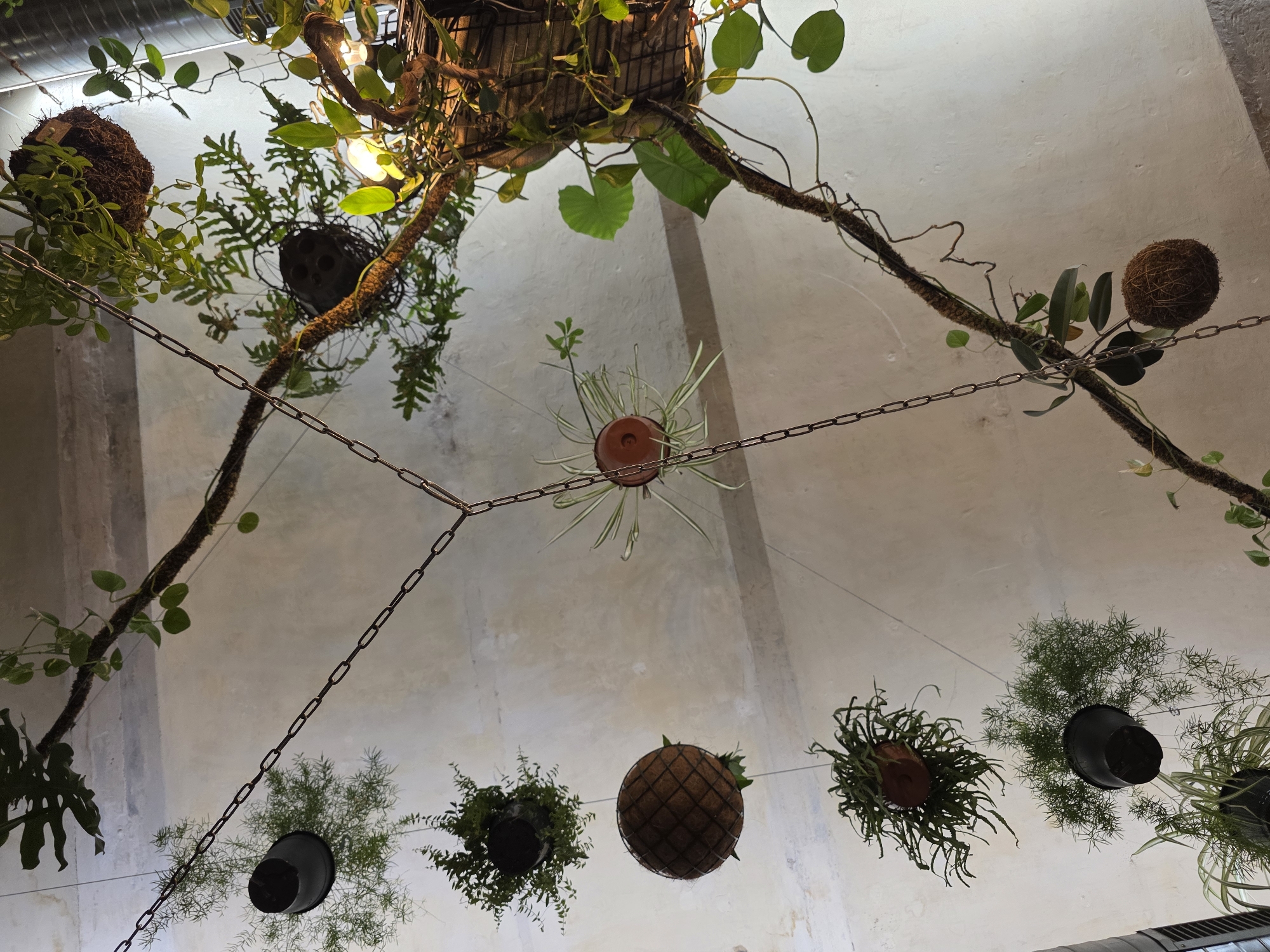 In an indoor environment, an assortment of hanging plants is suspended from the ceiling by chains and wires. The plants are in various containers, including black pots, a woven basket, and a terra cotta pot. The leaves of the plants are a vibrant green, and some are trailing down. The ceiling appears to be made of concrete or stucco and has a textured finish. The lighting in the scene is a mix of ambient light and a bright spotlight illuminating some of the plants from above. The overall impression is one of a lush, green space, possibly a cafe or restaurant with a botanical theme.