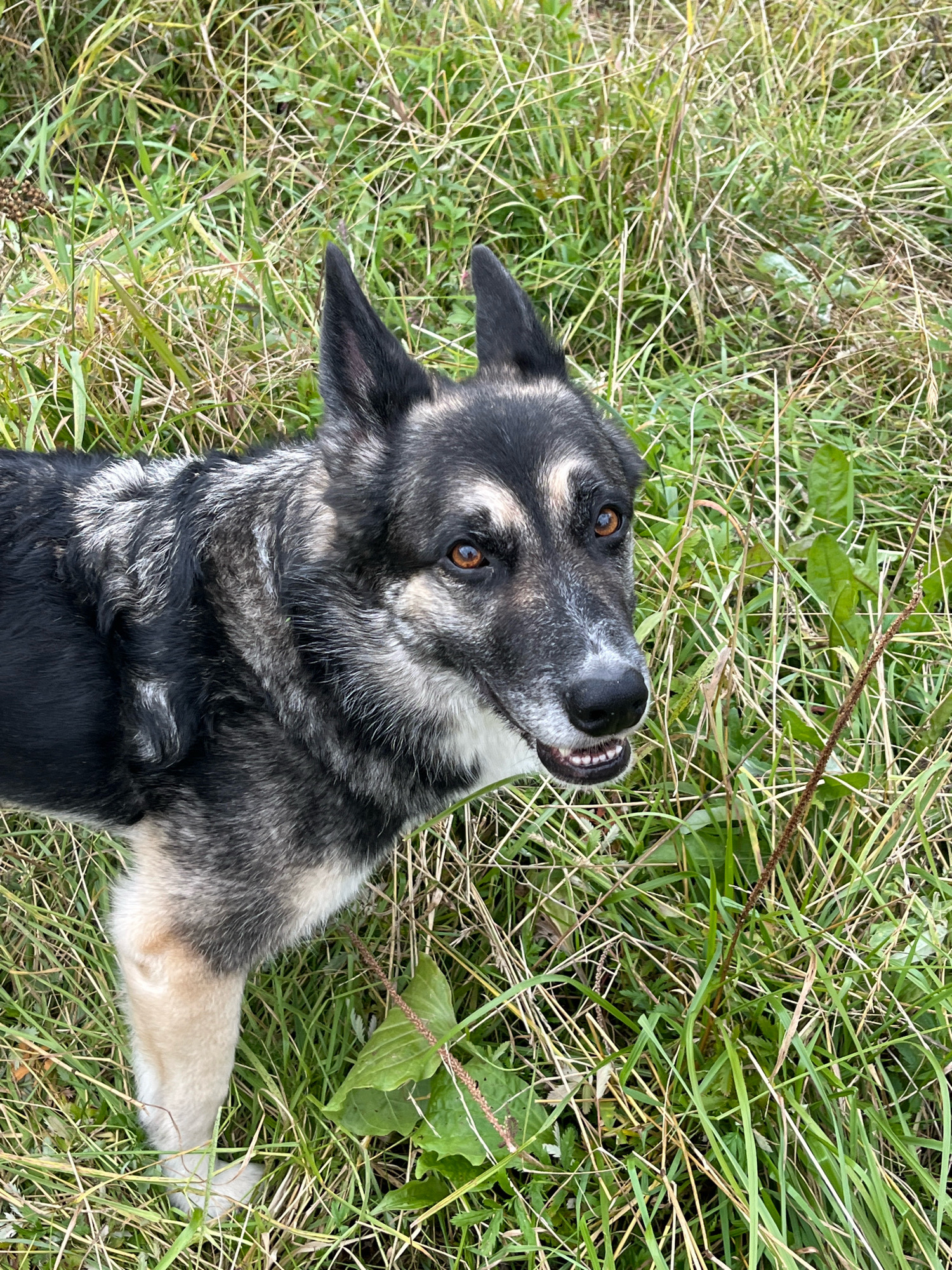 A German Shepherd dog is pictured outdoors in a grassy area. The dog has black and tan fur, with expressive amber eyes and upright ears. Its mouth is slightly open, revealing teeth. The dog is looking towards the right side of the frame. The background consists of tall, green and dry grass, with some scattered leaves and a few brown seed heads. There are no discernible human subjects or structures visible in the image, nor any context to suggest the location is Nizhny Tagil, Russia.