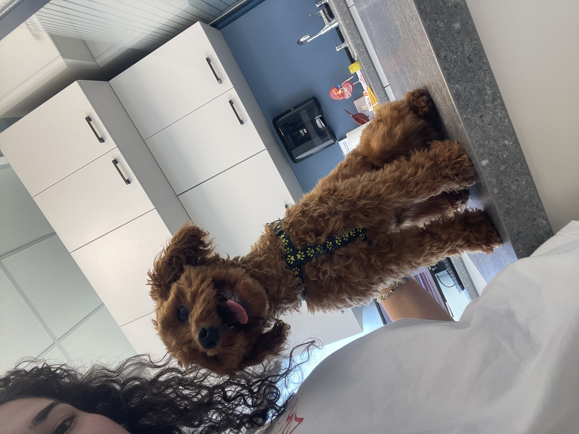 A brown poodle wearing a black and yellow harness stands on a gray countertop. A woman with curly dark hair is visible in the foreground. The location is a room with white cabinets and blue walls, possibly in Sofia, Bulgaria. A black appliance sits on the wall behind the dog.