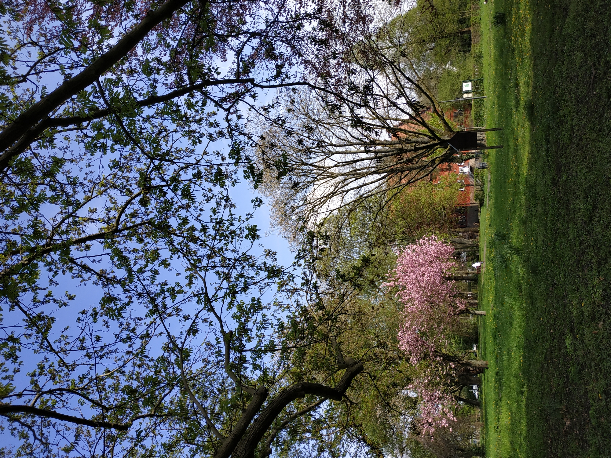 The image captures a vibrant spring scene in a park or large green space, viewed from a low angle looking upwards through tree canopies towards a clear blue sky.
In the foreground, on the left, a tree with dark, gnarled branches and emerging bright green leaves frames the sky. Some small reddish-brown clusters, possibly new buds or flowers, are also visible. To the right, another large, mature tree with an extensive network of bare, intricate branches reaches high into the sky, showcasing hints of very light green new foliage.
The mid-ground features a striking, vibrant pink cherry blossom tree in full bloom on the right, contrasting beautifully with the surrounding greenery and the blue sky. Below the trees, a wide expanse of well-maintained, bright green grass covers the ground, dotted with small yellow flowers, possibly dandelions.
In the background, behind the bare tree, red-brick buildings are partially visible through the foliage, suggesting a residential or institutional area bordering the park. Two small, light-colored signs are present in the grassy area near the buildings, but their text is illegible due to distance. Several wooden posts are also scattered in the grass, and a small, dark structure can be seen near the red buildings.
The bright blue sky and strong sunlight suggest a clear and sunny day, likely in the morning or late afternoon, as evidenced by the shadows on the grass. The blooming cherry tree and new leaves indicate the season is spring. No specific activity or event is depicted, creating a peaceful and serene atmosphere.