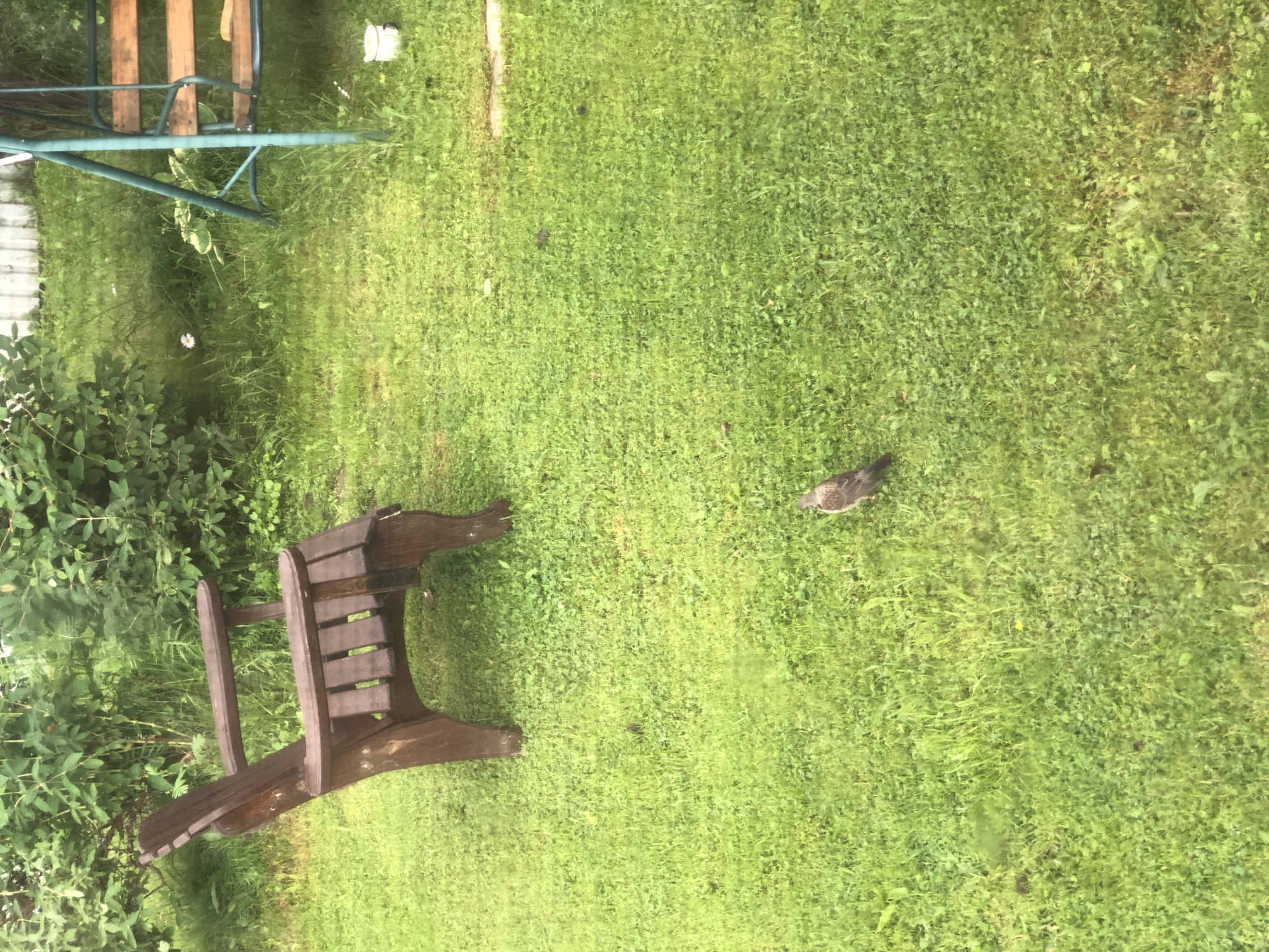 An eye-level, medium shot captures a wooden Adirondack chair situated on a vibrant green lawn in Staroe Istomino, Russia. To the right of the chair, a small bird stands on the grass. In the background, lush green foliage forms a dense hedge, and a portion of a teal-colored swing set with wooden seats is visible on the far right. The scene appears to be an outdoor residential setting.