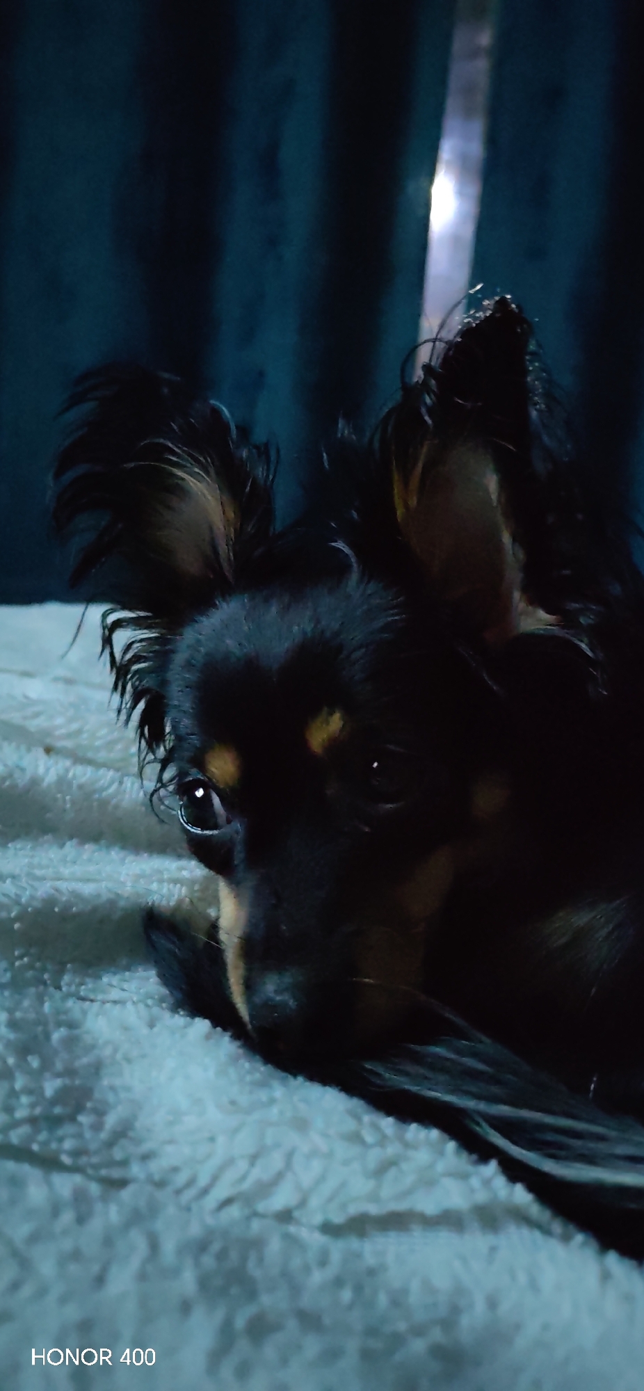 A black and tan Russian Toy dog lies on a white blanket. The dog is facing the camera with its head resting on the blanket. The background is a dark blue curtain. The words "HONOR 400" are in the lower left corner of the image. There is no visible indication of the location as Noviy, Russia.