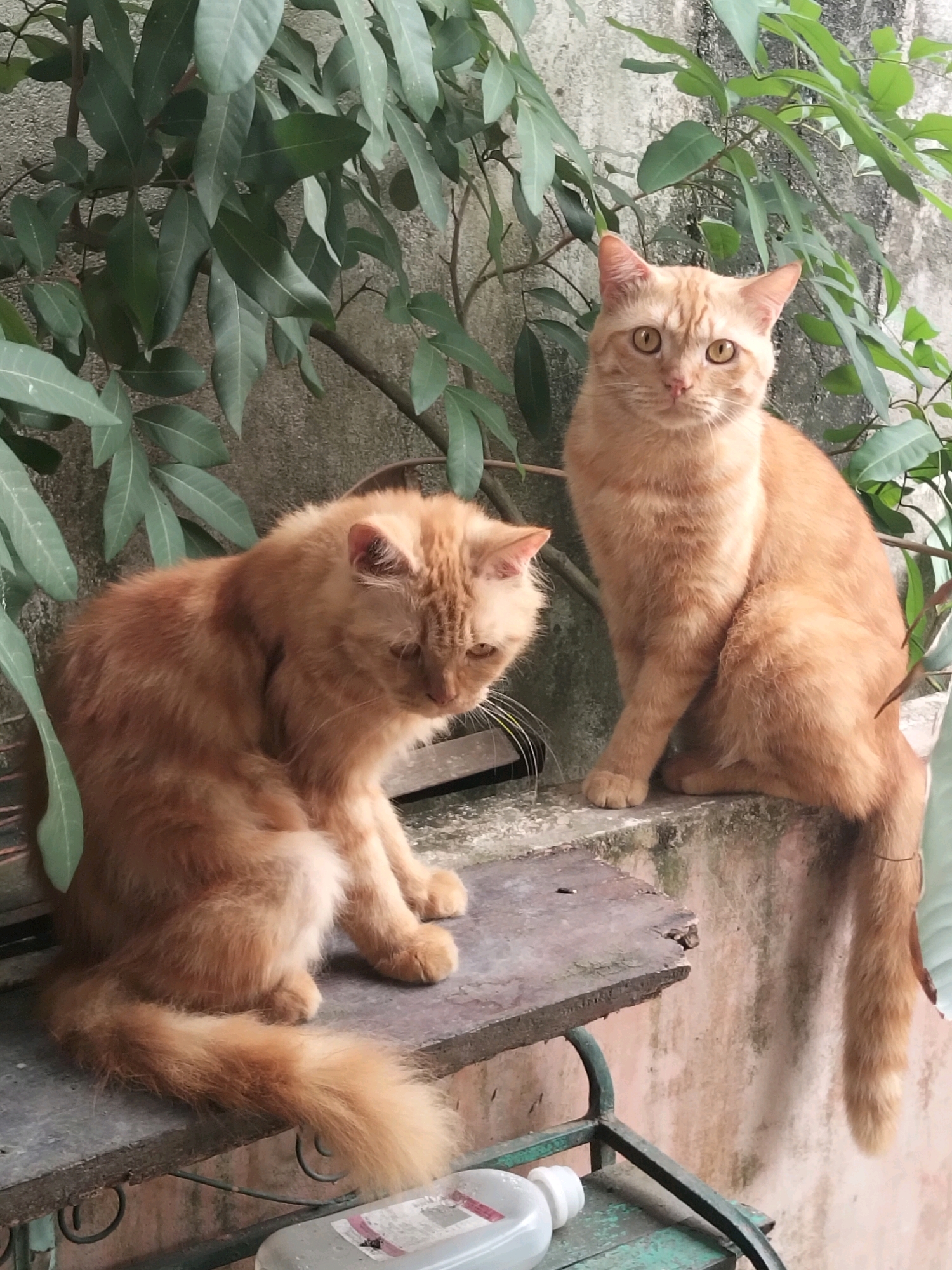 Two orange cats are perched on a concrete ledge, with lush green foliage framing them. The cat on the left is looking down, while the cat on the right gazes directly at the camera. A weathered wooden shelf is positioned in front of the ledge, and a metal frame with a white plastic bottle is visible in the foreground. The scene is set against a textured wall.