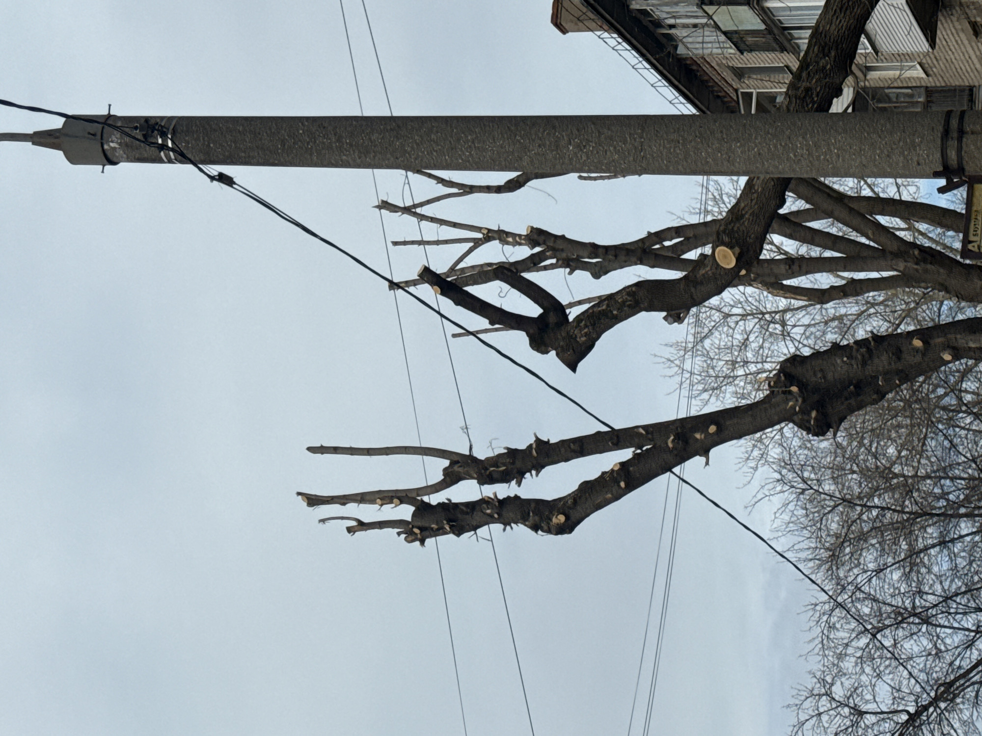A street scene in Perm, Russia, featuring a utility pole with attached wires running across the sky. The pole runs horizontally, and there is a tree with pruned branches positioned below it. Part of a building is visible at the top right of the frame. The sky is overcast.