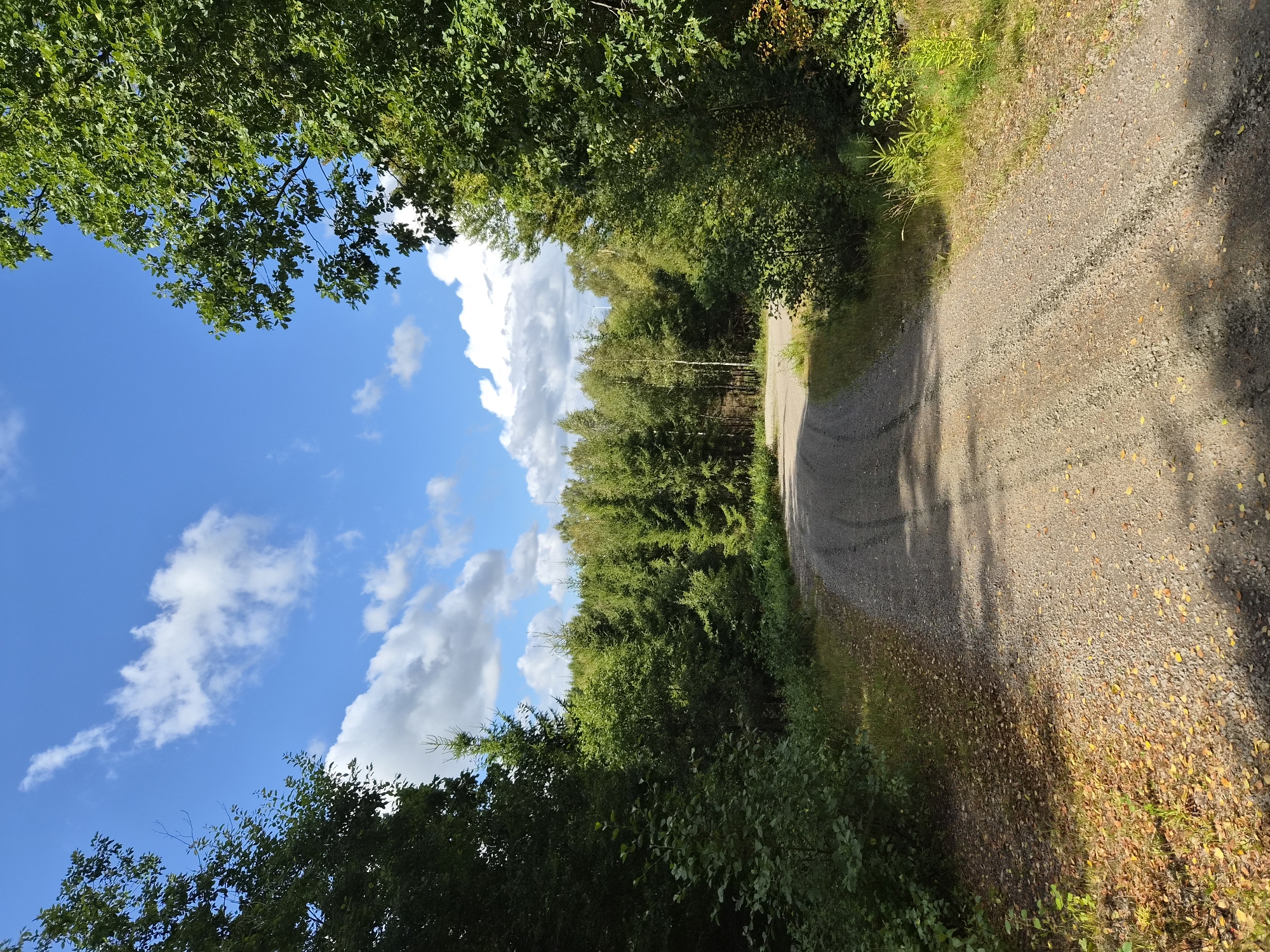 A gravel road winds through a forest under a bright blue sky with scattered white clouds. The road is in the foreground, curving to the right and disappearing into the trees. Tall green trees line both sides of the road, with denser forest visible in the background. Some fallen yellow and brown leaves are scattered on the ground near the edge of the road, suggesting it might be autumn. The scene is peaceful and natural, with no people or man-made structures immediately apparent other than the road itself. There appears to be a distant wind turbine visible in the far background, hinting at the proximity to a rural or semi-rural area. The image was captured in the vicinity of Vessigebro, Sweden.