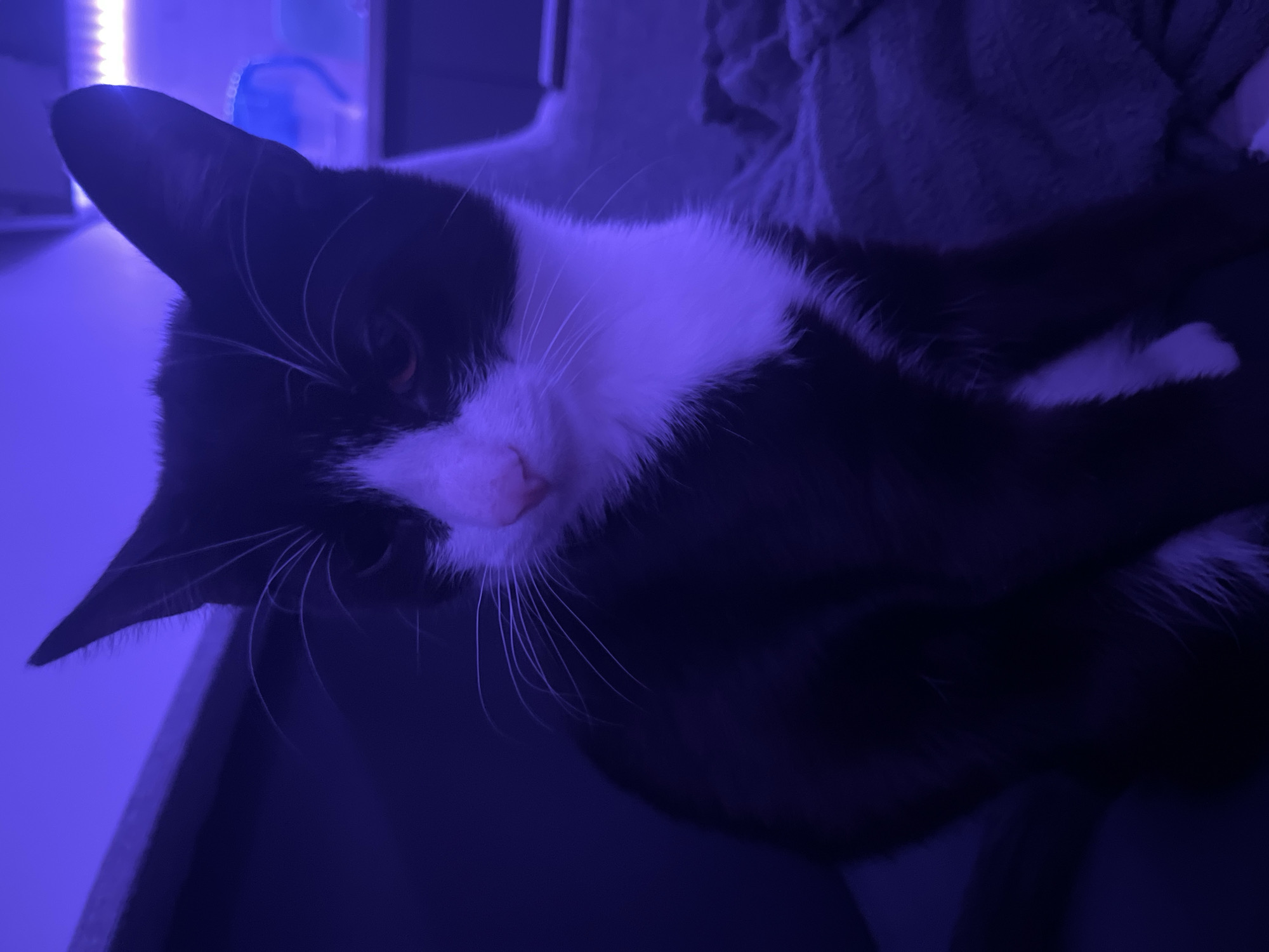 A black and white cat is lying down, with its head to the left of the frame. The cat has a white chest and nose, and long white whiskers. The background is dark, with what appears to be a desk or table to the left, and a textured grey surface behind the cat. The lighting is predominantly blue. There is no indication of the location being Saint Petersburg, Russia.