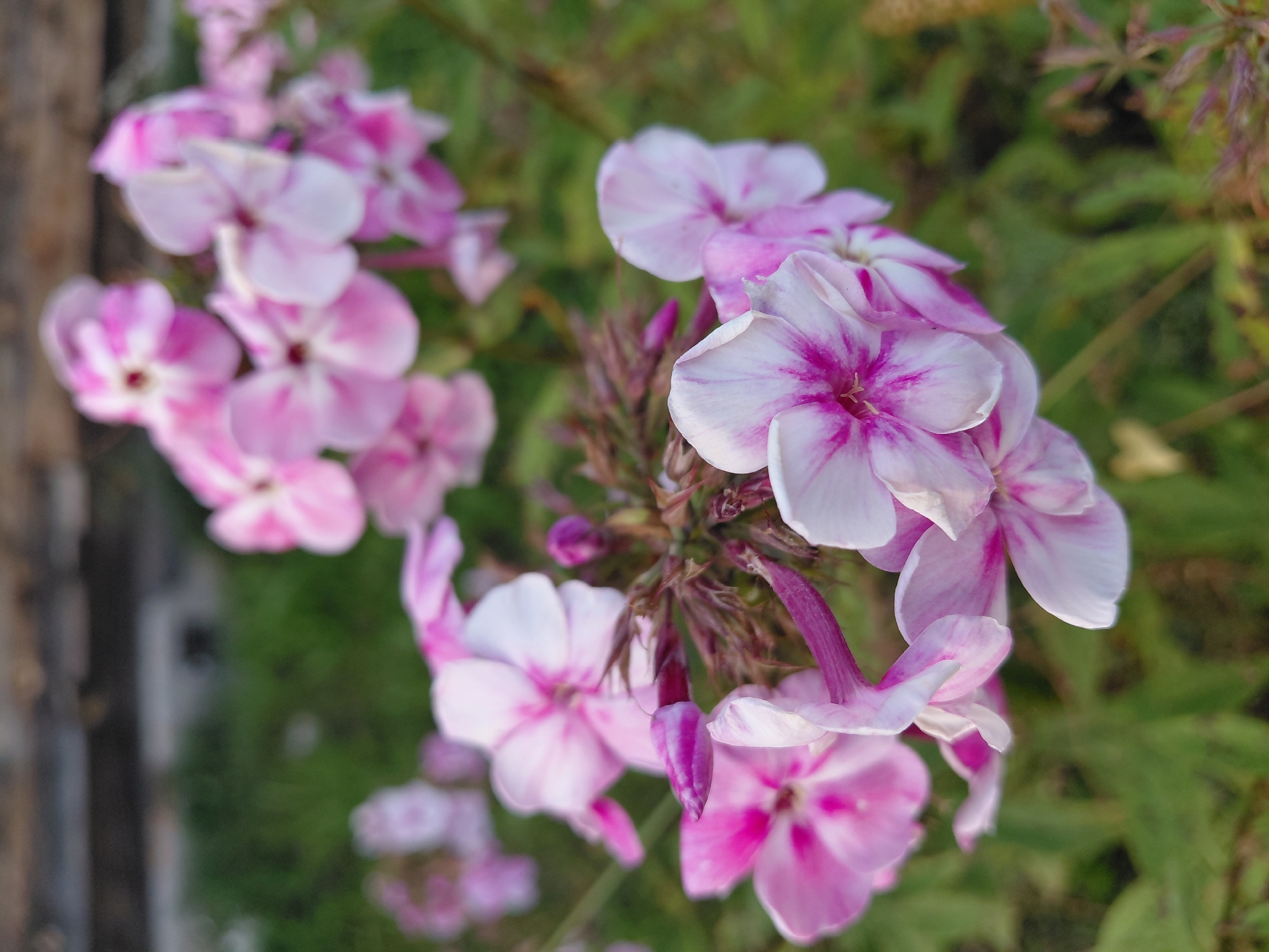 In Malinovka, Russia, a close-up, slightly blurred photograph captures a cluster of pink and white phlox flowers in bloom. The flowers are the primary subjects, their delicate petals displaying a gradient of color from white at the tips to vibrant pink at the center. Some flowers are fully open, revealing their stamens, while others are still in bud, tightly furled. The blossoms are arranged on thin, green stems, with a few dried, brown seed heads visible among them. The background is a soft blur of green foliage, suggesting an outdoor garden setting. The lighting is natural and appears to be from above and to the right, casting subtle shadows and highlighting the textures of the petals.