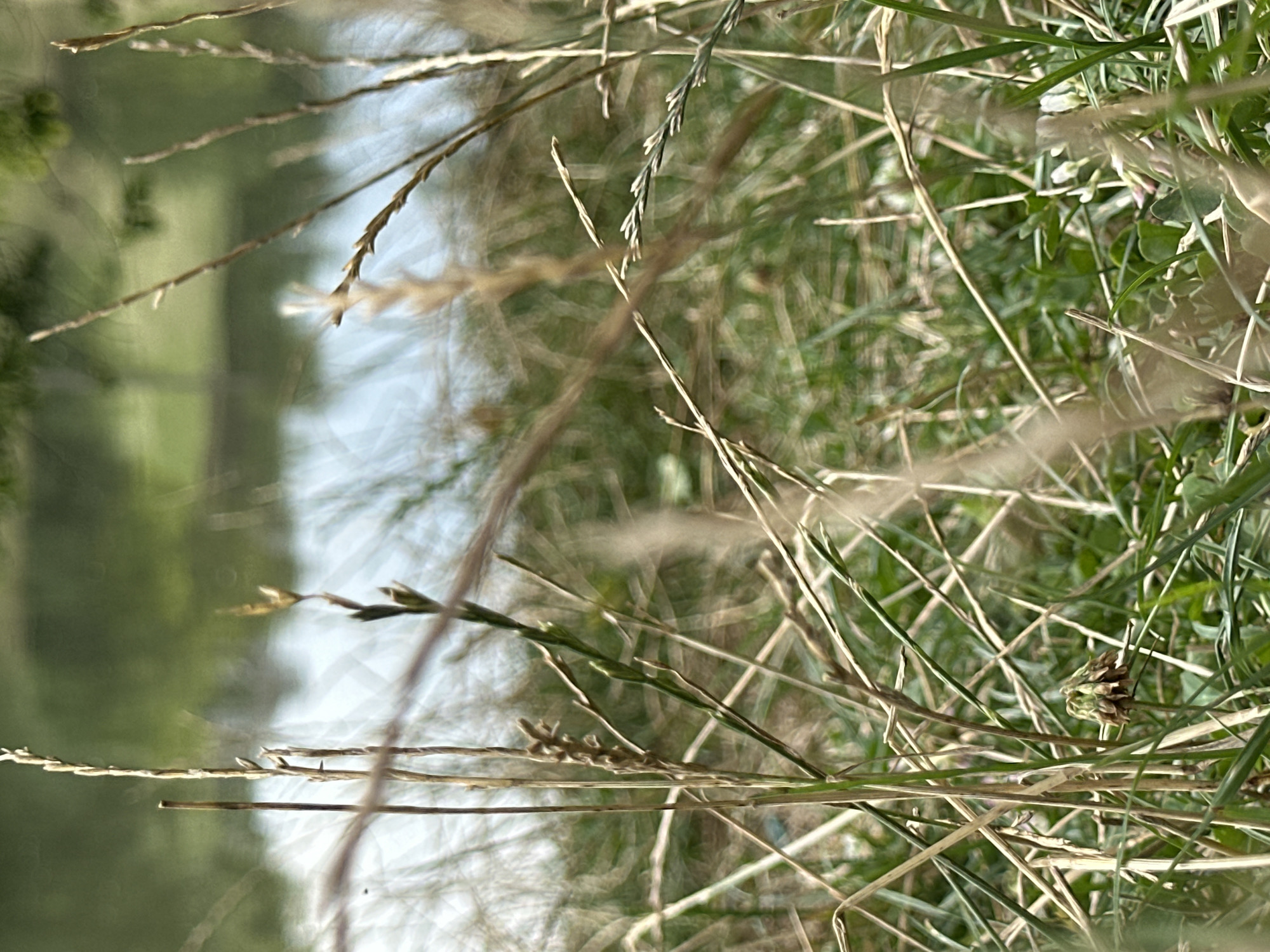 The image is a close-up, low-angle shot of dry grass stalks in the foreground, with green grass and a blurry body of water in the background. The water appears to be a river or lake, with greenery visible on the opposite bank. The overall impression is one of a natural, outdoor setting, possibly a park or a rural area. There are no people or animals visible in the image. The image appears to have been taken in the village of Makiv, Ukraine, given the context.