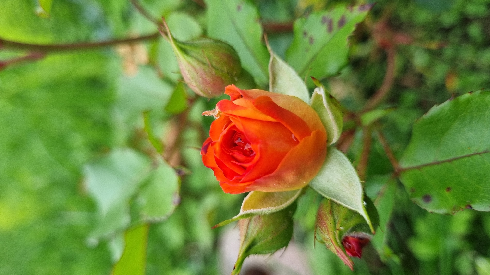 A close-up, eye-level shot features a single, vibrant orange rosebud at the center, with its petals tightly furled. Small droplets of water are visible on the surface of the petals. To the left and right of the rosebud are two green rosebuds, one slightly larger than the other. The rose plant's leaves, various shades of green and showing some dark spots, form the background and frame the central subject. The environment appears to be an outdoor garden setting, possibly in Vysokoe, Russia, with soft, out-of-focus green foliage filling the background, suggesting a natural, plant-filled area. No people or animals are present in the image.