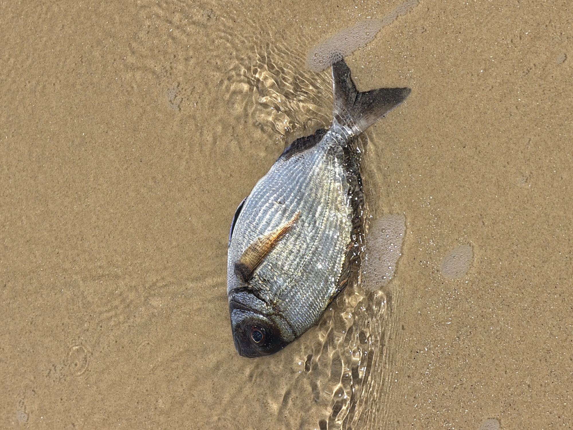 A dead fish lies on the sandy shore, partially submerged in shallow water. The fish has a silver body with dark markings. The scene is likely a beach in Tel Aviv, Israel, though this is not explicitly confirmed by the image. No people are visible.