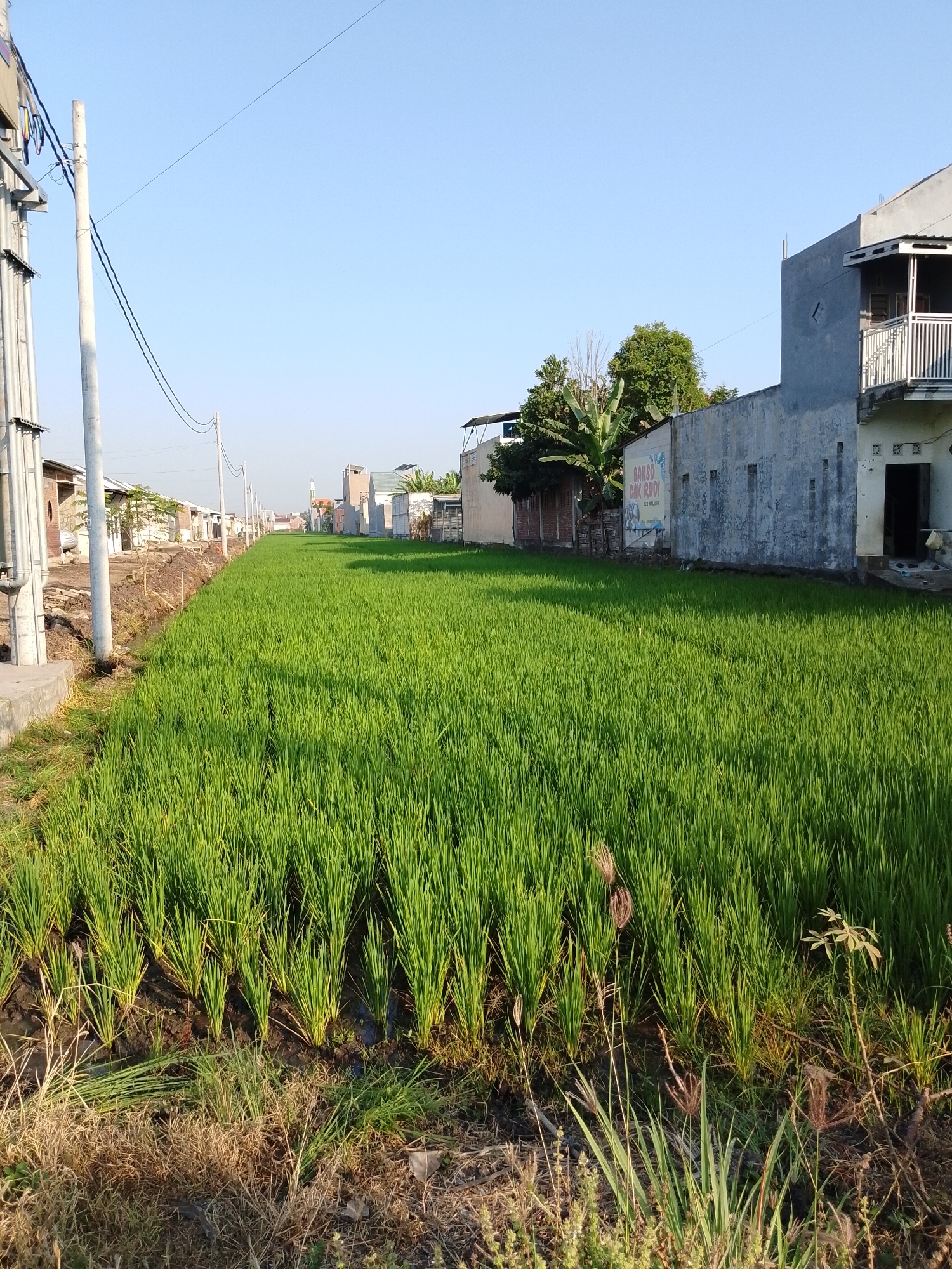 The image depicts a lush green rice field adjacent to a residential area in Pasuruan, Indonesia. A clear blue sky dominates the upper portion of the scene. On the left, a utility pole with electrical wires runs parallel to the rice field, bordering a row of houses. The houses are constructed with a mix of concrete and what appears to be brick. On the right side of the rice field, a building with a concrete facade and a balcony with a railing is visible. There is also a smaller building with an open doorway and some items placed near it. A sign with text, possibly advertising "BAKSO CAK RUDI," is attached to one of the buildings. The rice field itself is densely planted, with individual stalks of rice clearly visible. The ground around the rice plants appears to be muddy, indicating it is an active paddy field. The foreground features dry grass and some weeds. The overall scene suggests a rural or semi-urban landscape where agriculture and residential living coexist.