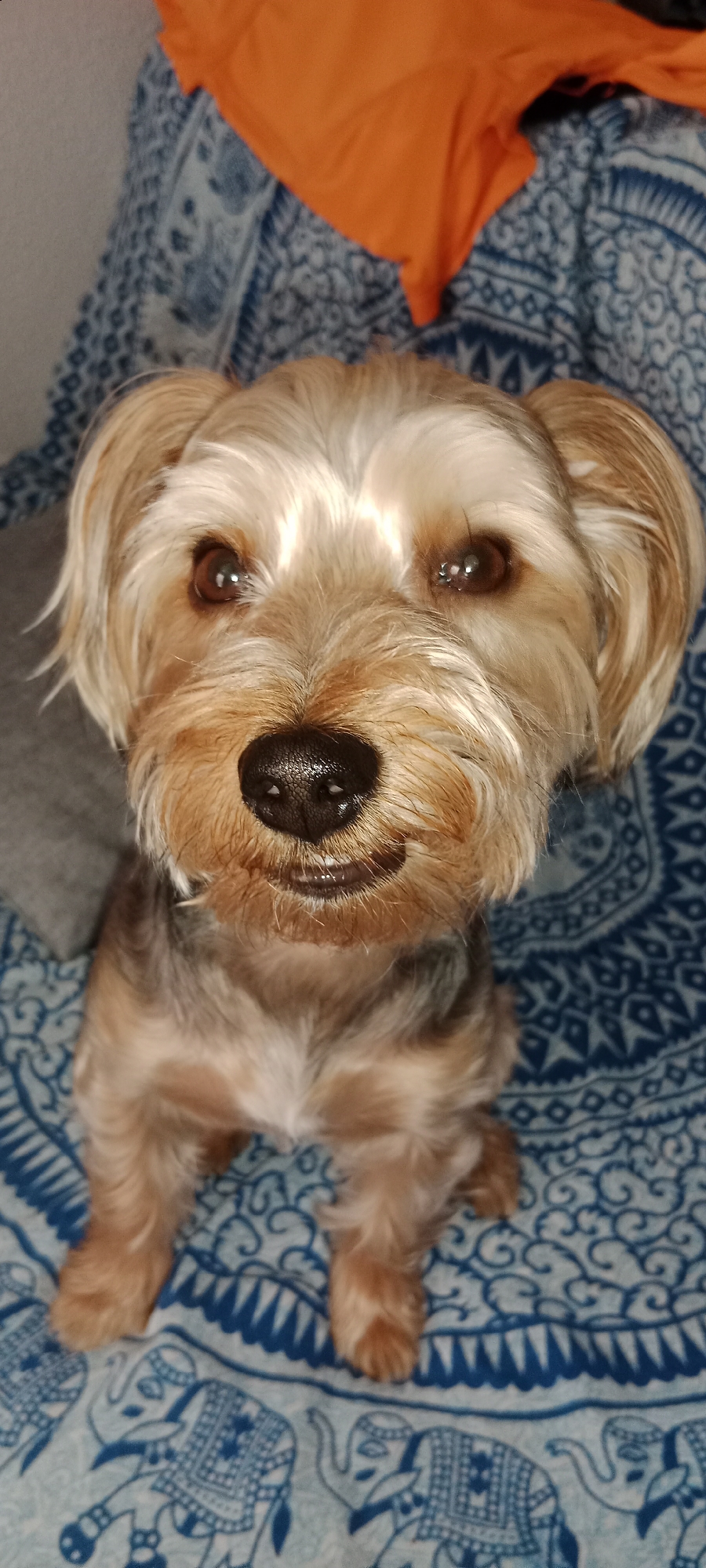 A yorkshire terrier dog sits facing the camera, its head filling most of the frame. The dog has light brown and tan fur, with dark brown eyes and a black nose. It is sitting on a blue patterned blanket with an elephant motif. An orange fabric is visible in the background. The setting is indoors, likely a domestic environment in the city of Galapagar, Spain. There are no people present in the image.