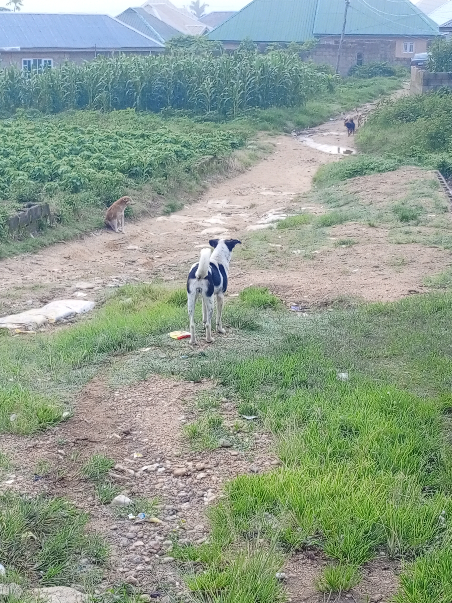 In a rural setting near Rukuba Road, Nigeria, two dogs are visible. One is a brown dog sitting on the dirt path in the foreground, facing left. Further down the path, a black and white dog stands facing away from the viewer, with its rear end prominently displayed. The environment consists of a dirt path flanked by green vegetation, including tall corn stalks and shorter grass. Several buildings with corrugated metal roofs are visible in the background. The scene appears to be a residential area with undeveloped land.