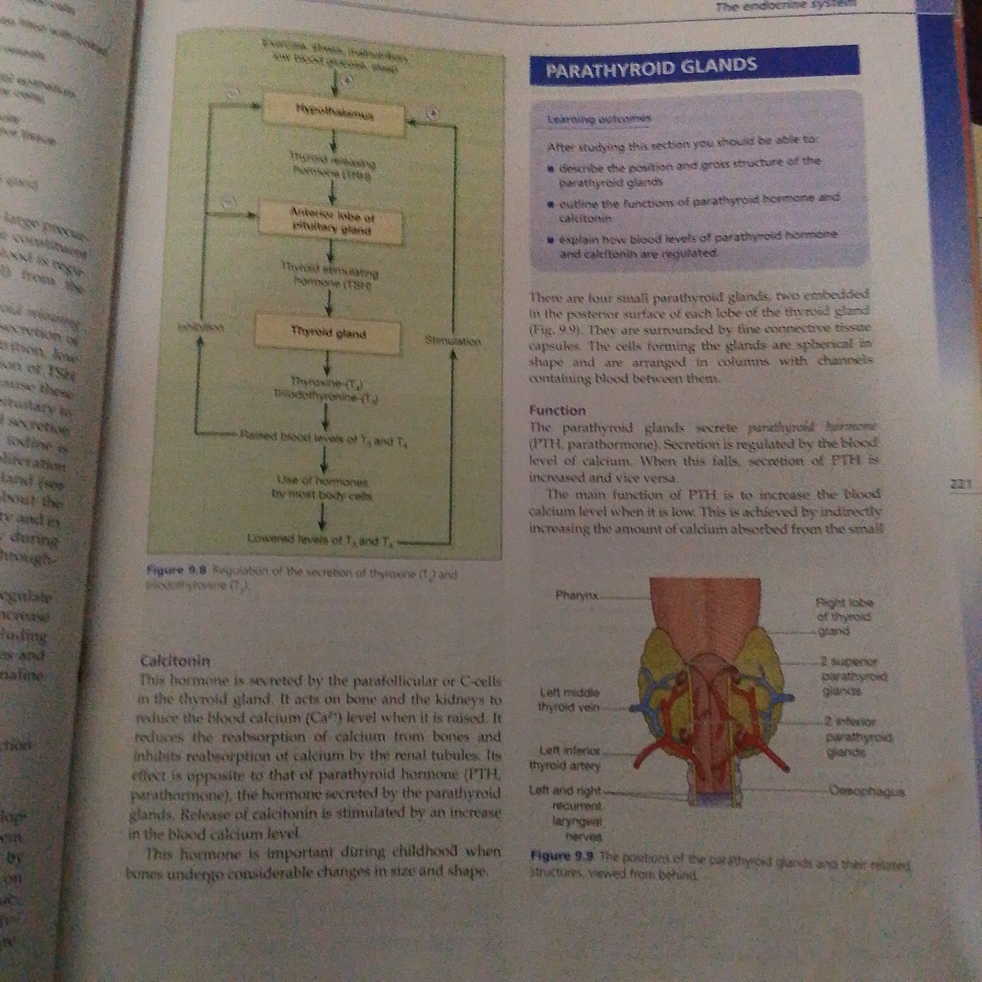 The image is a page from a textbook, likely an anatomy or physiology book, focusing on the endocrine system. The main subject matter is the parathyroid glands, their location, function, and regulation.
The page is divided into two main sections. The left side features a diagram illustrating the regulation of thyroxine and triiodothyronine secretion, involving the hypothalamus, anterior pituitary gland, and thyroid gland. Text to the left of this diagram describes the general functions and locations of endocrine glands.
The right side of the page has a prominent heading "PARATHYROID GLANDS" under which are listed "Learning outcomes" and descriptive text about the parathyroid glands. This text explains their position, structure, and the function of parathyroid hormone (PTH) and calcitonin. Below this text is a detailed diagram (labeled Figure 9.9) showing the anatomical position of the parathyroid glands relative to the thyroid gland, pharynx, and oesophagus, along with associated blood vessels and nerves.
Visible text includes: "The endocrine system", "PARATHYROID GLANDS", "Learning outcomes", "Function", "Calcitonin", and labels within the diagrams such as "Hypothalamus", "Thyroid gland", "Thyroxine (T3)", "Parathyroid hormone", "Pharynx", "Oesophagus", and labels for different parts of the thyroid and parathyroid glands. There are also figure numbers and captions.
There are no people or events depicted; the media is purely informational and educational. The setting is a printed page from a book. There are no cues for time of day, weather, or emotions as it is a factual representation of biological information.
