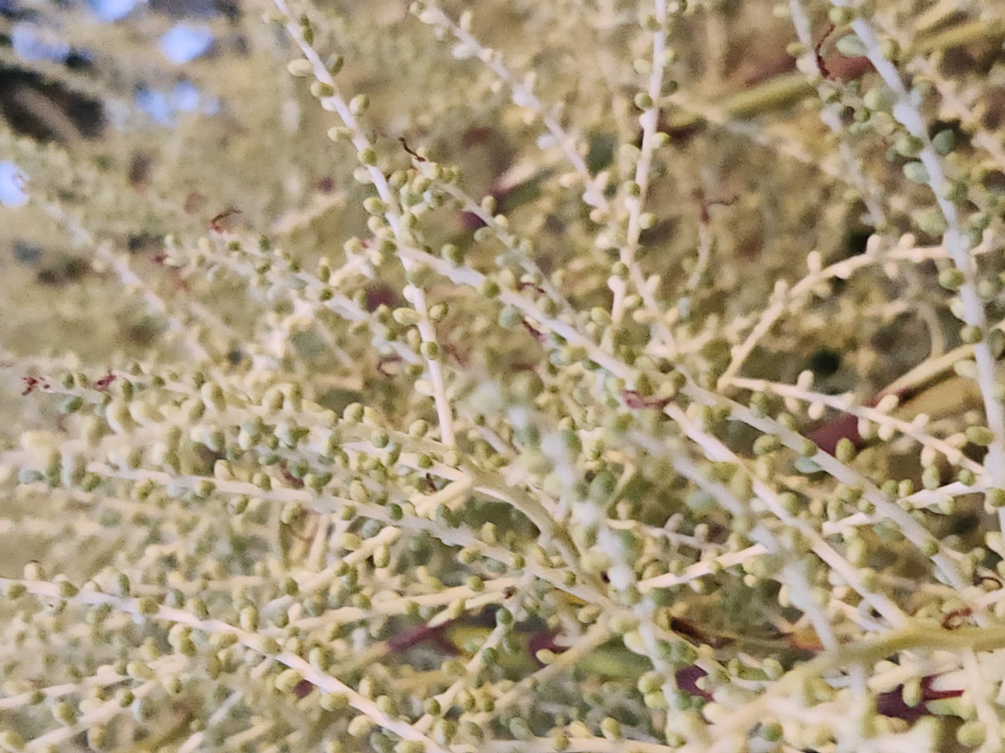 The image is a close-up, shallow depth-of-field photograph of a cluster of small, light-colored buds on delicate stems. The buds appear to be developing on a plant, possibly a palm tree, given their shape and arrangement. The background is blurred, with muted tones of green, brown, and hints of blue, suggesting an outdoor environment. The lighting is soft, indicating it might be overcast or taken during dawn or dusk. The focus is entirely on the buds and their intricate branching structure. There are no people, animals, or discernible human-made objects in the frame. The photograph has a slightly grainy texture. The location is the city of Winter Park, United States of America.