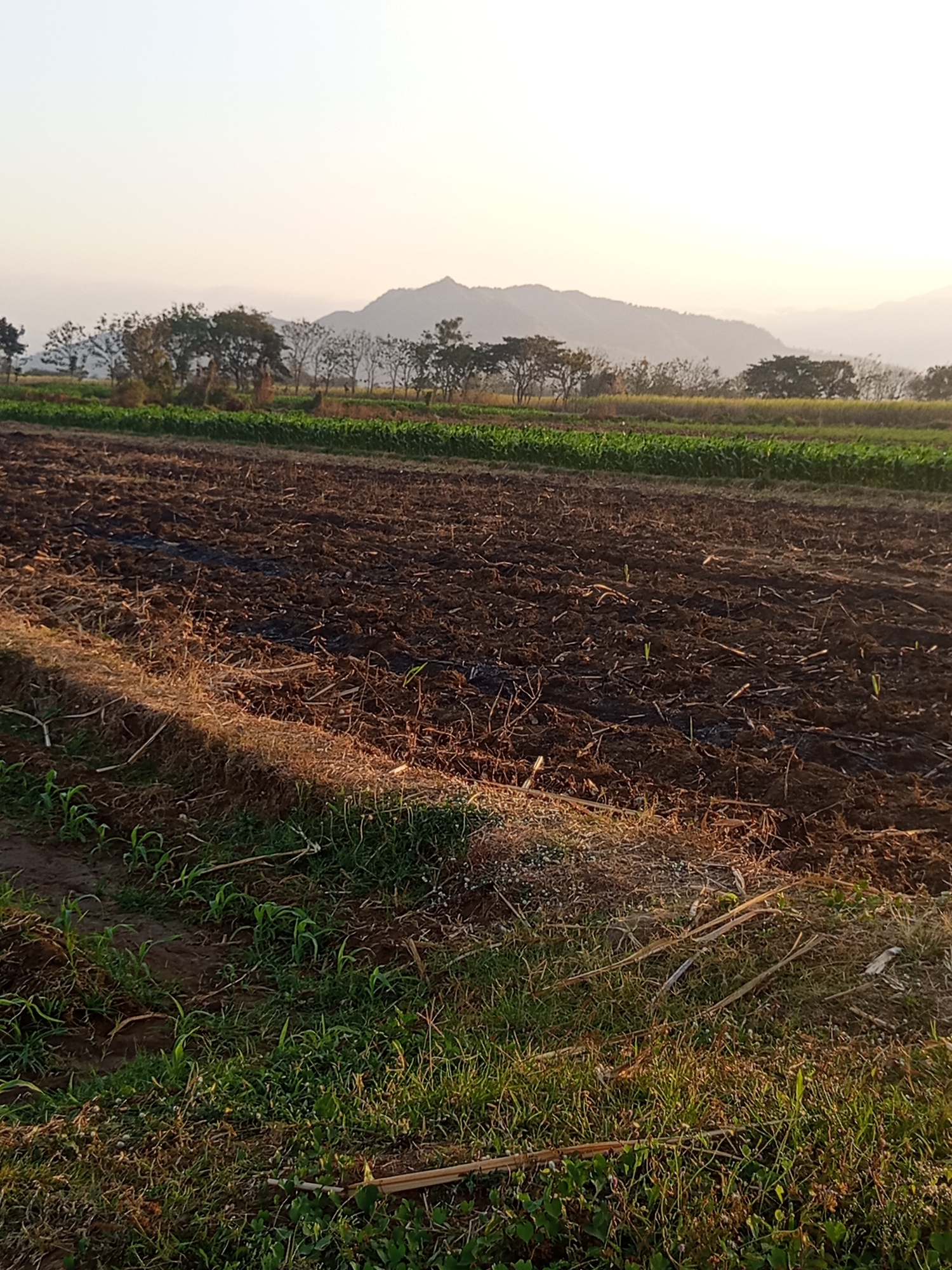 This image depicts a rural agricultural landscape in Ngablak, Indonesia, likely at dawn or dusk, indicated by the soft, warm lighting and the clear sky with distant mountain silhouettes. The foreground is dominated by a freshly plowed field, characterized by dark, rich soil. Scattered across this tilled earth are remnants of previous vegetation, possibly stalks and dried leaves, suggesting the land has recently been prepared for planting. Small, bright green shoots of young crops, possibly corn, are emerging from the soil in rows, indicating agricultural activity.
To the left and stretching into the mid-ground, a strip of lush green crops, likely corn, is visible. Beyond this, a line of trees with varying degrees of foliage forms a natural boundary. In the background, undulating hills and mountains are faintly visible, their shapes softened by atmospheric haze and the low-angle sunlight. The overall scene conveys a sense of agricultural work and the natural beauty of the Indonesian countryside. There are no people or animals visible in the image.