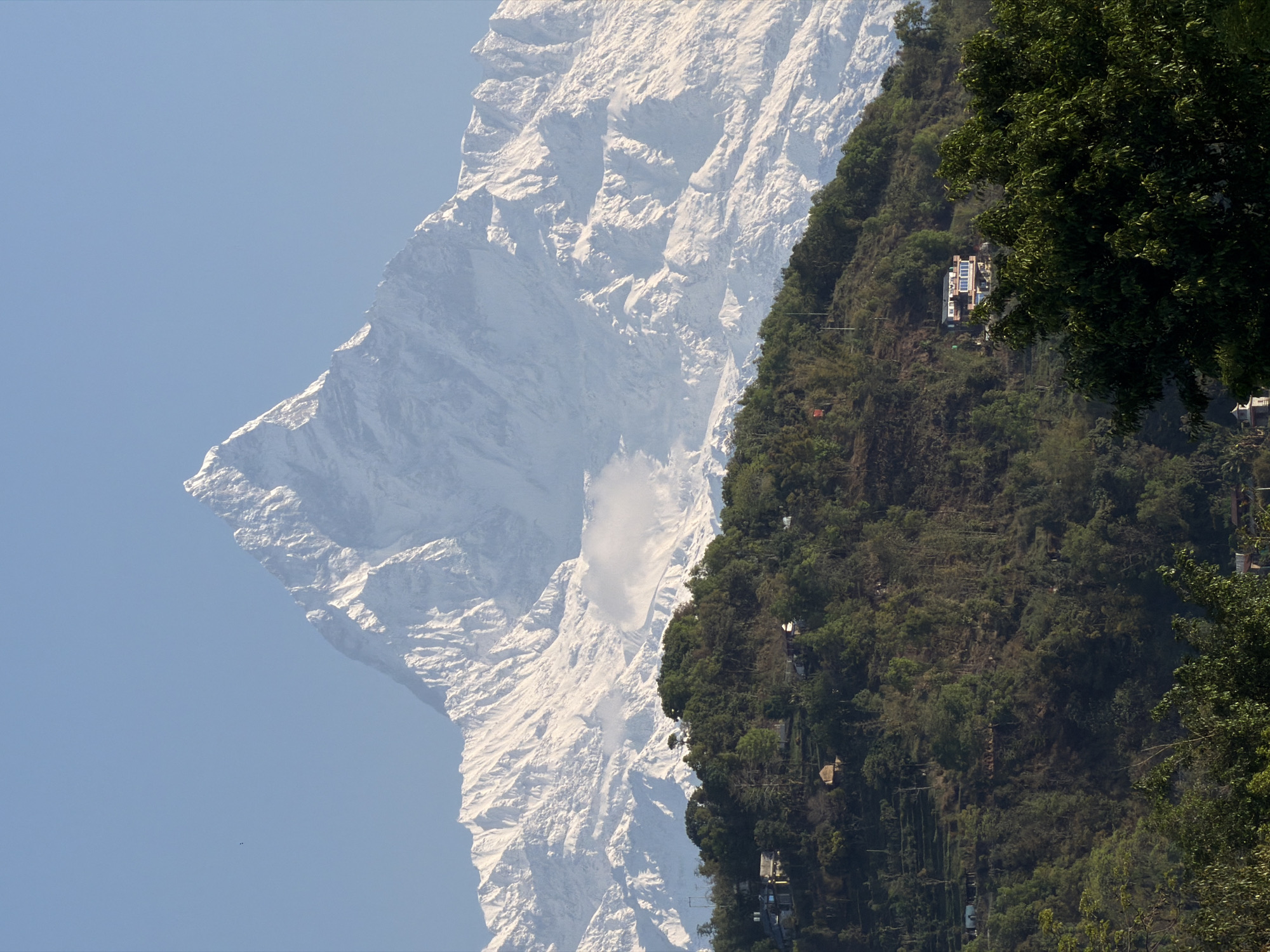 The image shows a view in Pokhara, Nepal. A snow-covered mountain, likely part of the Annapurna range, dominates the left side of the frame. The sky is a clear, pale blue. On the right side, a steep, forested hillside rises, dotted with buildings. A dense, green tree occupies the right corner of the image. The perspective is vertical, with the mountain and hillside appearing to stretch upwards. The scene is bathed in daylight.