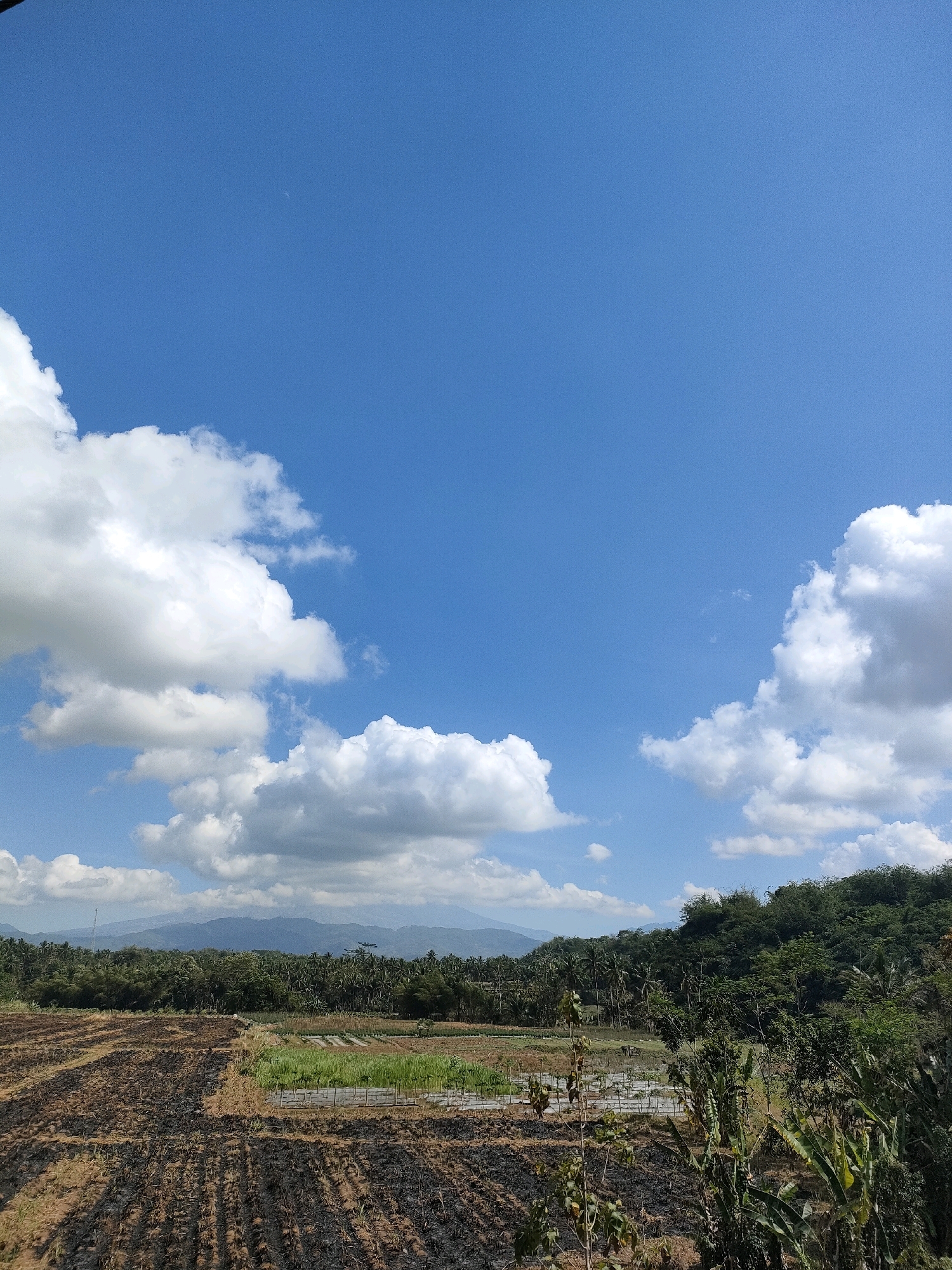 The image depicts a rural landscape under a bright blue sky dotted with fluffy white clouds. In the foreground, there is a field with burnt stubble, suggesting recent agricultural activity. Adjacent to this field, a small area of green crops is visible, possibly a new planting. Beyond the fields, a dense forest covers rolling hills, with mountains forming the distant backdrop. The scene is located in the village of Sumberarum, Indonesia. There are no people or animals visible in the image.