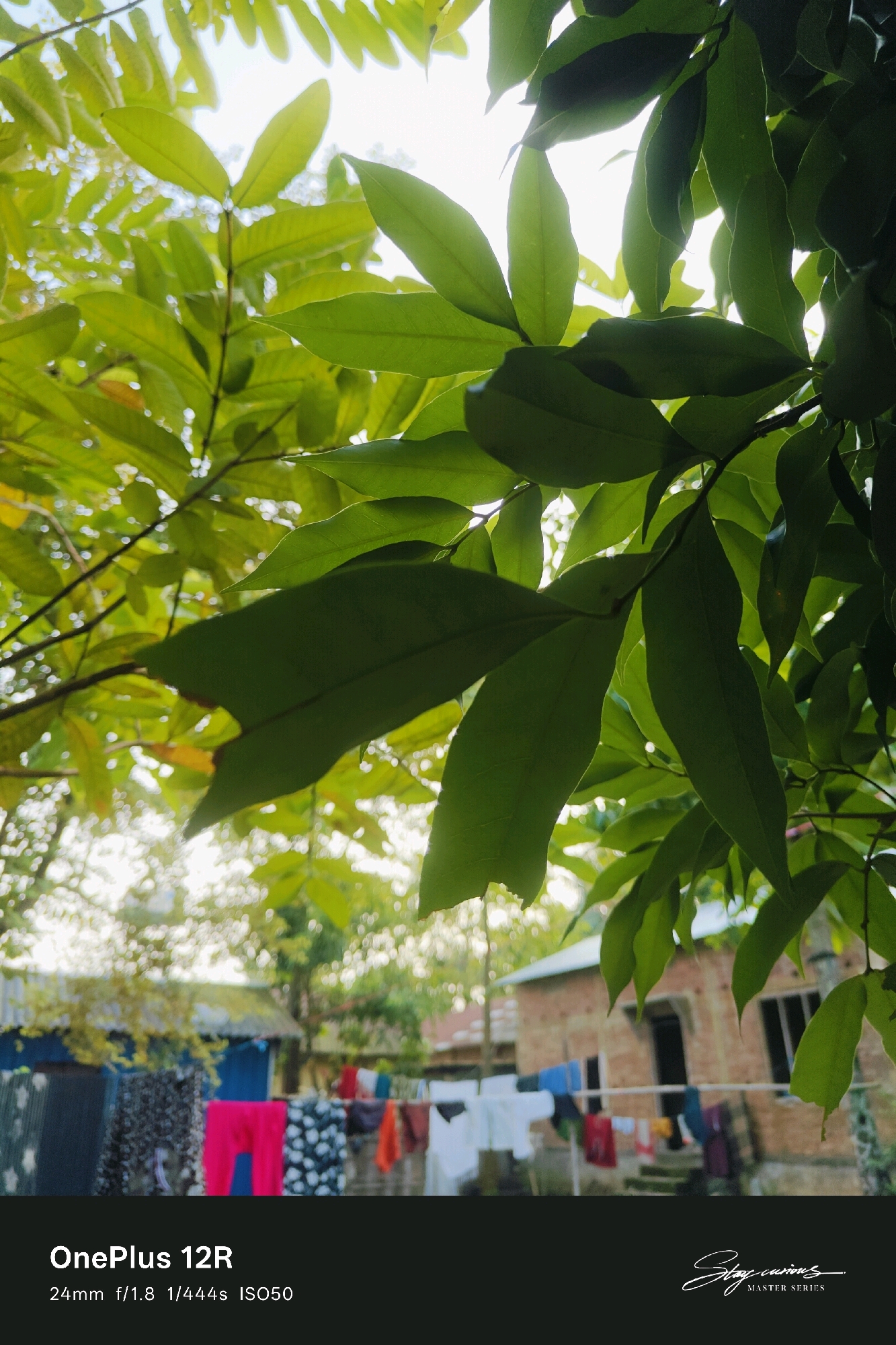 The image is a close-up shot of green leaves against a bright sky, with a blurred background showing laundry hanging on a clothesline in front of a brick building. The location is identified as Pipulbari Pt.IV, India. The bottom of the image displays text indicating "OnePlus 12R," camera settings "24mm f/1.8 1/444s ISO50," and a signature logo. There are no people visible in the frame.