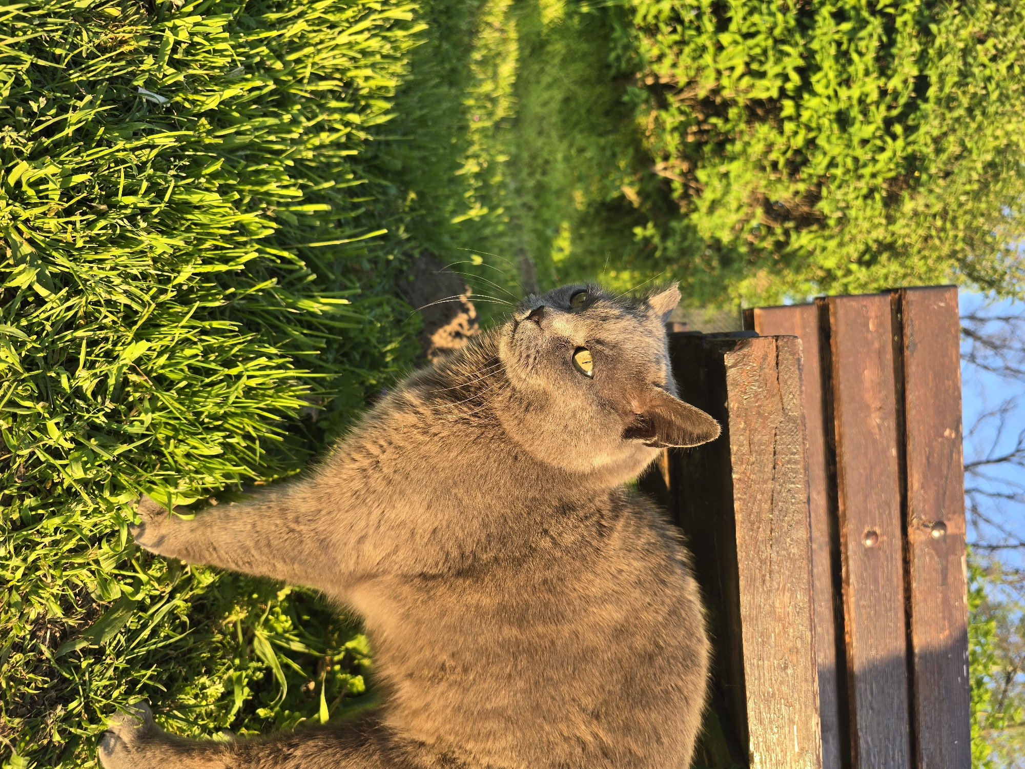 A grey cat is depicted lying on its side outdoors in bright, warm sunlight, characteristic of golden hour. The cat, appearing to be a Russian Blue or similar breed, is positioned on lush, green grass, with its front paws slightly extended. Its head is tilted upwards and to the left, revealing large, luminous yellow-green eyes that are wide open and looking intently off-camera. The sunlight strongly illuminates the cat's soft, dense fur, giving it warm grey and golden-brown tones.
To the cat's right, there are several vertical wooden planks, suggesting part of a fence or rustic bench, also bathed in the golden light and showing distinct shadows. The background features more vibrant green foliage from bushes or trees, with a glimpse of clear blue sky visible through gaps in the leaves. The setting is a natural, outdoor environment, likely a garden or yard. The cat appears calm and observant. No text is visible in the image.