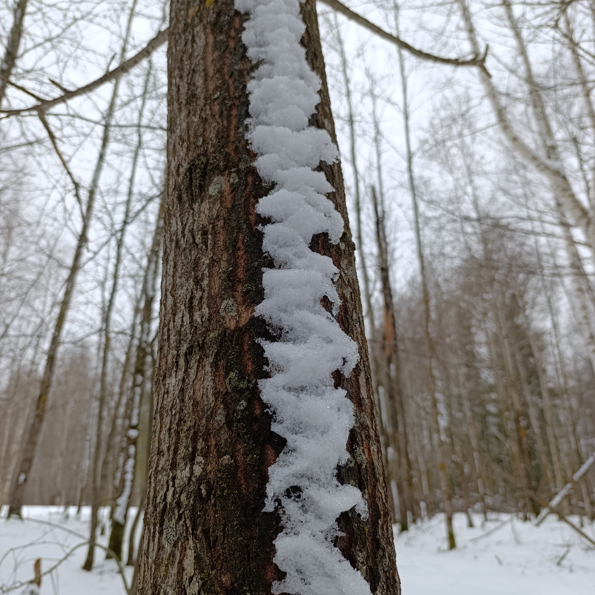 The image shows a close-up of a tree trunk in a snowy forest, presumably in the city of Dubovaya, Russia. Snow is accumulated in a vertical line along the trunk's bark. Other trees, without leaves, are visible in the blurred background. The sky is overcast, and the ground appears to be covered in snow.
