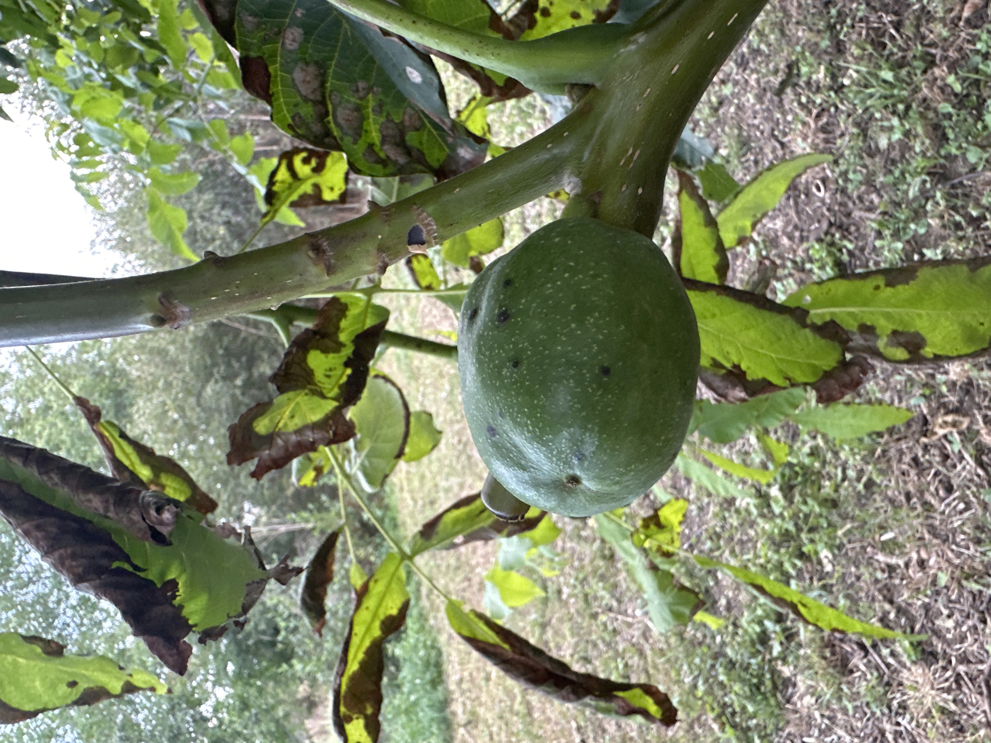 A close-up, medium shot captures a green walnut growing on a tree branch. The walnut is round and smooth with small, dark speckles on its surface. It is positioned in the center-right of the frame. The branch is thick, green, and slightly fuzzy, with small white dots. Surrounding the walnut are green leaves, some of which are browning and curling at the edges, indicating potential damage or wilting. The background is softly blurred, showing more foliage and the ground covered in dry leaves and sparse green vegetation. The lighting suggests an overcast day. No people are present in the image, and no specific location within a city is identifiable.