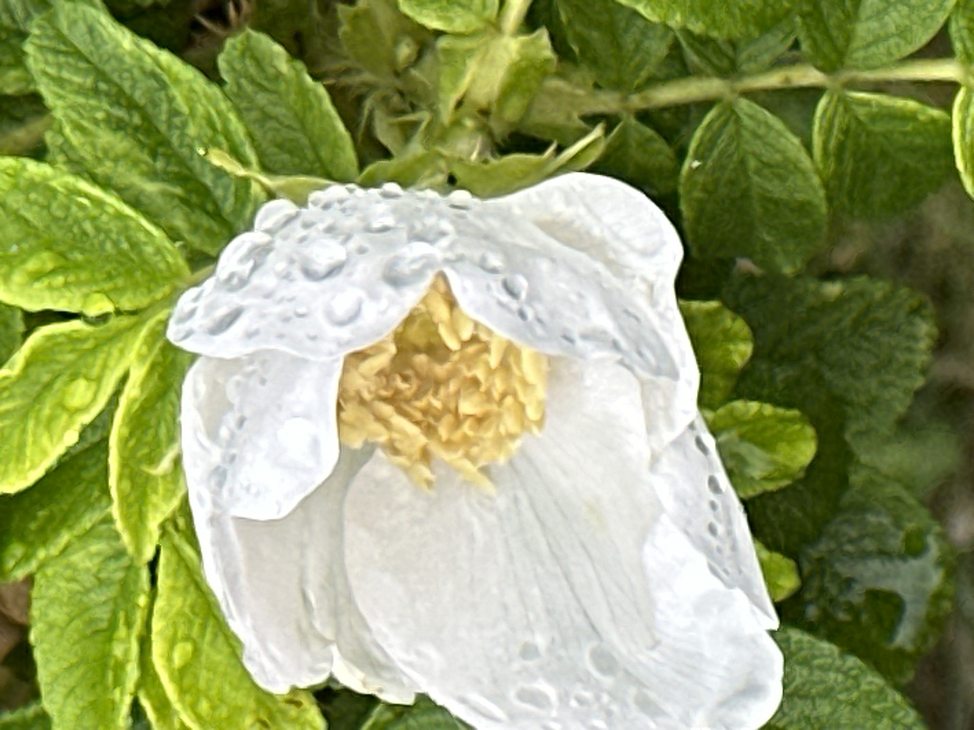 A close-up, slightly blurry, eye-level shot captures a single white flower in full bloom against a background of lush green foliage. The flower's petals are delicate and slightly ruffled, with numerous water droplets clinging to their surface. The center of the flower reveals a cluster of yellow stamens. The surrounding leaves are a vibrant green, some with visible veins and texture, also showing signs of moisture. The image is focused on the flower, with the background elements softly blurred, creating a shallow depth of field. The lighting appears natural, suggesting an outdoor setting, possibly a garden. The scene is devoid of human presence or any distinct urban features, making it impossible to determine its specific location within Podolsk, Russia, or any other city.