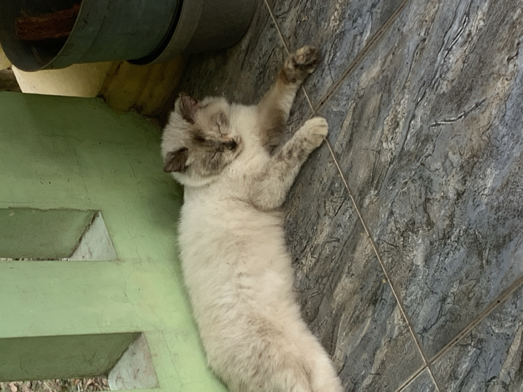 A fluffy, light-colored cat with darker grey markings on its ears and face is sleeping on a gray tiled floor. The cat is lying on its side, with its front paws extended and one paw resting on the floor. Behind the cat, a pale green wall with rectangular openings is visible. To the right of the cat, a dark gray planter is positioned near a yellow surface. The scene appears to be outdoors, possibly in a yard or patio area.