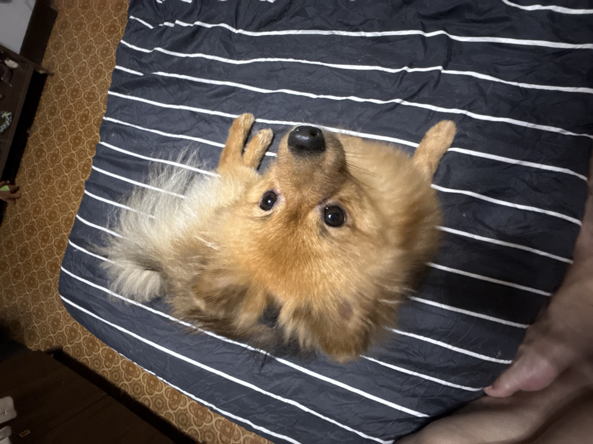 A Pomeranian dog is lying on a bed with black and white striped bedding. The dog is facing the camera and looking up. The dog is light brown in color and has a fluffy coat. The bed is in a room with patterned flooring. A person's foot is visible in the bottom left corner of the image. The image appears to have been taken indoors. There is no information available about the specific location of this scene in Khimki, Russia.