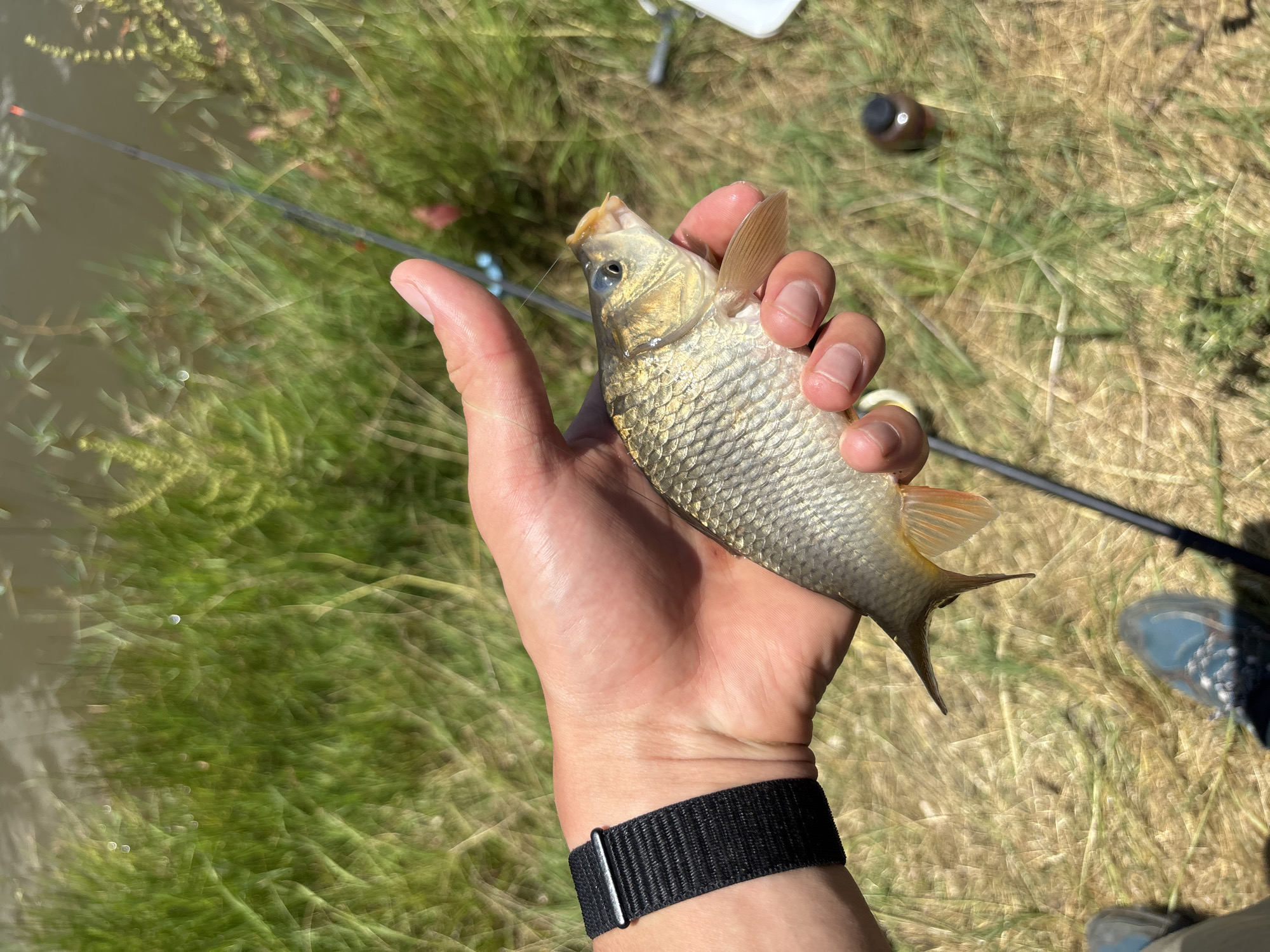 A person's hand, wearing a black fabric watch band on the wrist, holds a small, silvery-gold fish with orange fins. The fish is facing right, with its mouth slightly open. The hand is positioned over dry grass, with green vegetation and water in the background. A fishing rod is visible extending into the frame from the lower right. The scene appears to be outdoors, possibly near a body of water. The location is not specified in the image.