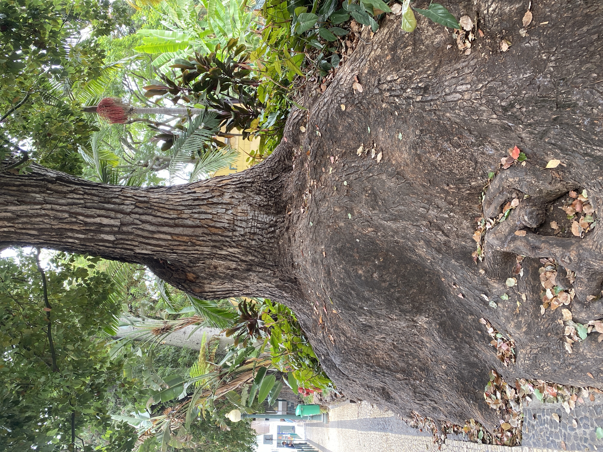 The image shows a large tree with a massive, gnarled root system in an urban park setting in Funchal, Portugal. The tree trunk is thick and textured with bark, and its roots spread out over a large area at the base, covered in fallen leaves. Behind the tree, lush green foliage of various tropical plants, including palm trees and banana-like leaves, creates a dense background. To the left of the tree, a cobblestone sidewalk is visible, bordered by a low stone wall. A vintage street lamp stands on the sidewalk, and further down, a green trash bin and a red fire hydrant are present. Two individuals are partially visible on the sidewalk in the distance, one near the trash bin. The overall scene suggests a well-maintained public space with mature vegetation.