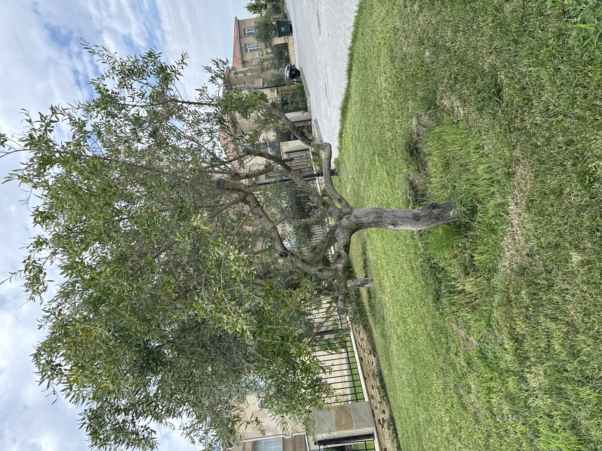 In Sabunchu Raion, Azerbaijan, an outdoor scene features a mature olive tree with a gnarled trunk and branches laden with small green olives. The tree is situated on a well-maintained lawn of green grass. Behind the tree, a black metal fence with stone accents separates the lawn from a paved walkway and a street. Across the street, several large, multi-story buildings with light-colored facades and red tile roofs are visible. A black vehicle is parked on the street, and a green trash bin is positioned near the curb. The sky above is partly cloudy.