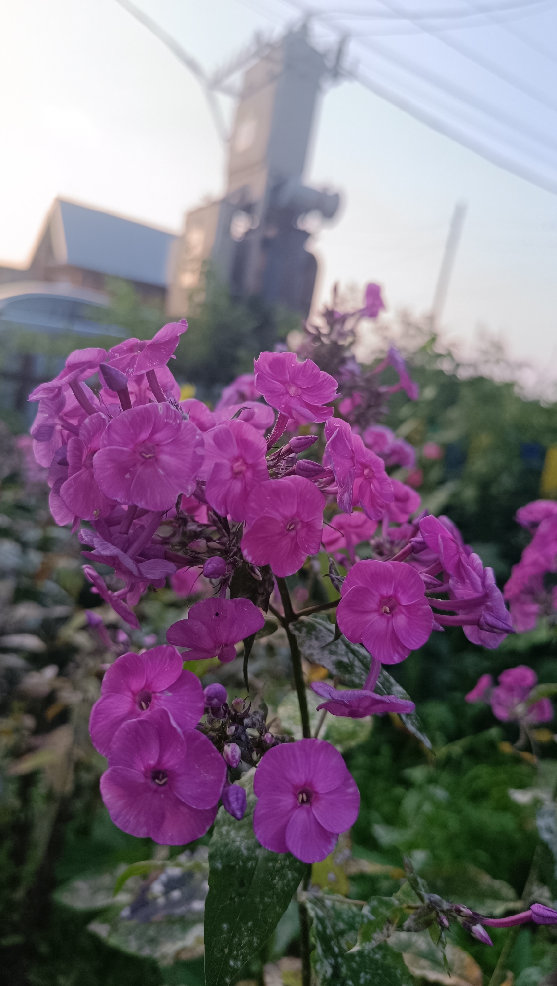 A low-angle, medium shot captures a cluster of vibrant purple phlox flowers in the foreground, their delicate petals slightly faded and tinged with pink. The flowers are in full bloom, with many individual blossoms forming a dense, rounded inflorescence. Some buds are also visible, hinting at further blossoming. The leaves of the phlox plant are visible in the lower part of the frame, some appearing variegated with white or pale green markings.
In the background, the scene is softly blurred, suggesting a shallow depth of field. A building with a blue roof is partially visible on the left, and a large, dark structure, possibly an electrical transformer or industrial equipment, looms in the center, with power lines extending across the sky. The sky itself is a pale gradient of blue and white, suggesting either early morning or late evening. The overall lighting is soft and diffused, indicating natural light at either dawn or dusk.
The setting appears to be an outdoor environment, likely a garden or yard, with hints of greenery and other foliage in the background. The presence of the building and industrial structure suggests a semi-urban or rural fringe location. The mood is serene and natural, focusing on the beauty of the flowers against a backdrop of human-made structures. No people or text are visible in the image. The time of day appears to be either sunrise or sunset, with the soft, warm light characteristic of these periods. The weather appears calm, with no indication of strong winds or rain. The location context is Karsha, Russia.