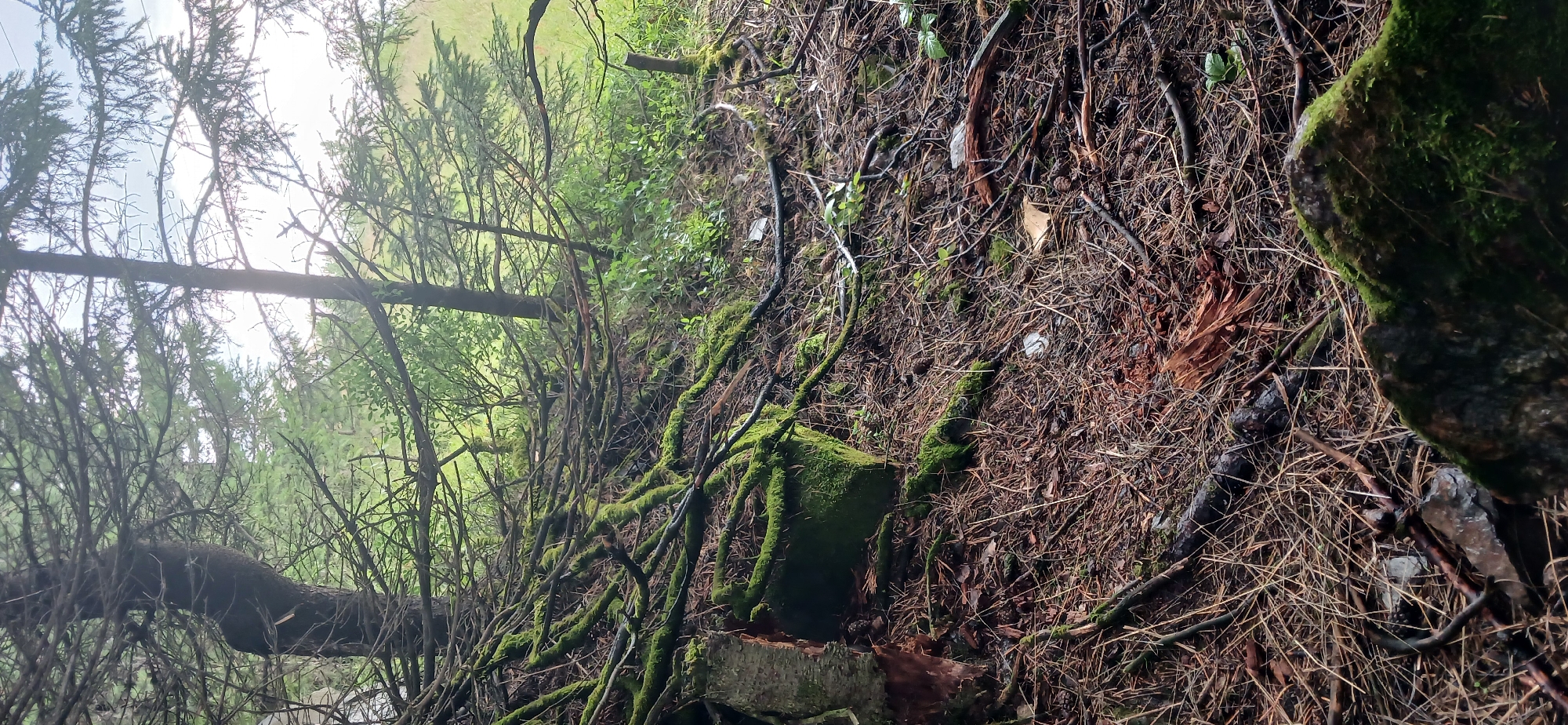 The image depicts a dense, overgrown forest floor in Zlatoust, Russia. The ground is covered in a thick layer of pine needles, twigs, and fallen branches, many of which are draped with vibrant green moss. Several moss-covered rocks and decaying logs are visible. In the background, the trunks of tall coniferous trees rise, their branches forming a canopy overhead. Sunlight filters through the branches, creating a dappled effect on the forest floor. The scene suggests a natural, untamed environment with signs of decomposition and abundant plant life. There are no people or visible animals in the image, and no specific man-made objects are prominent, other than possibly some obscured detritus on the ground.