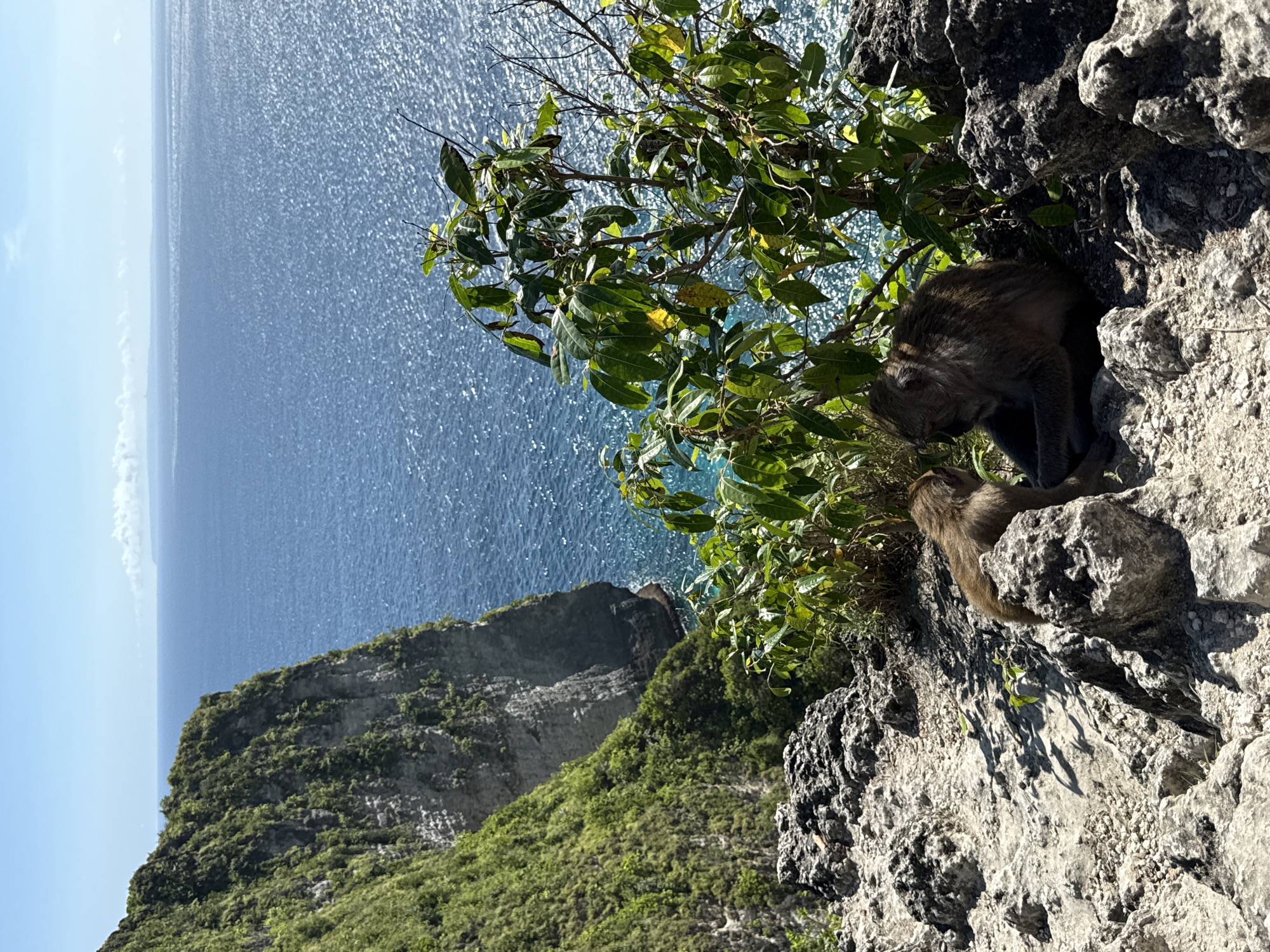 The scene captures a coastal landscape in Bunga Mekar, Indonesia. The azure sea stretches to the horizon under a clear sky. Lush, green vegetation covers a steep cliff face, with rocky outcrops dotting the landscape. Two monkeys are perched on the cliff face among the rocks and vegetation. The image appears to have been taken from an elevated position.