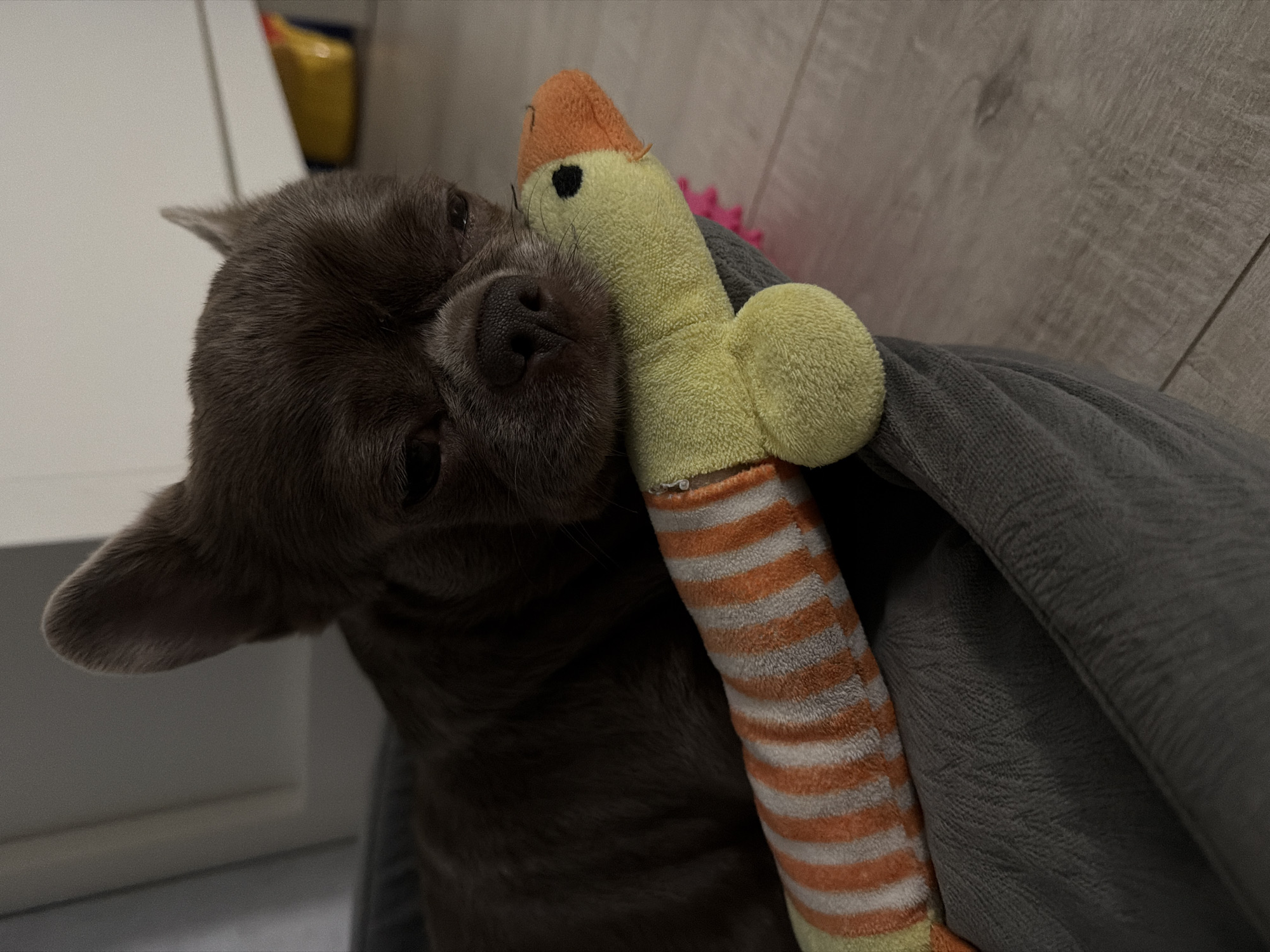 A brown chihuahua is lying down with its head resting on a yellow and orange stuffed toy shaped like a duck. The dog is positioned on a gray blanket or pillow. The background includes a gray wood-like flooring, a white surface (possibly a cabinet or wall), and a glimpse of a yellow object. There is no indication of the city of Votkinsk, Russia, in the image.